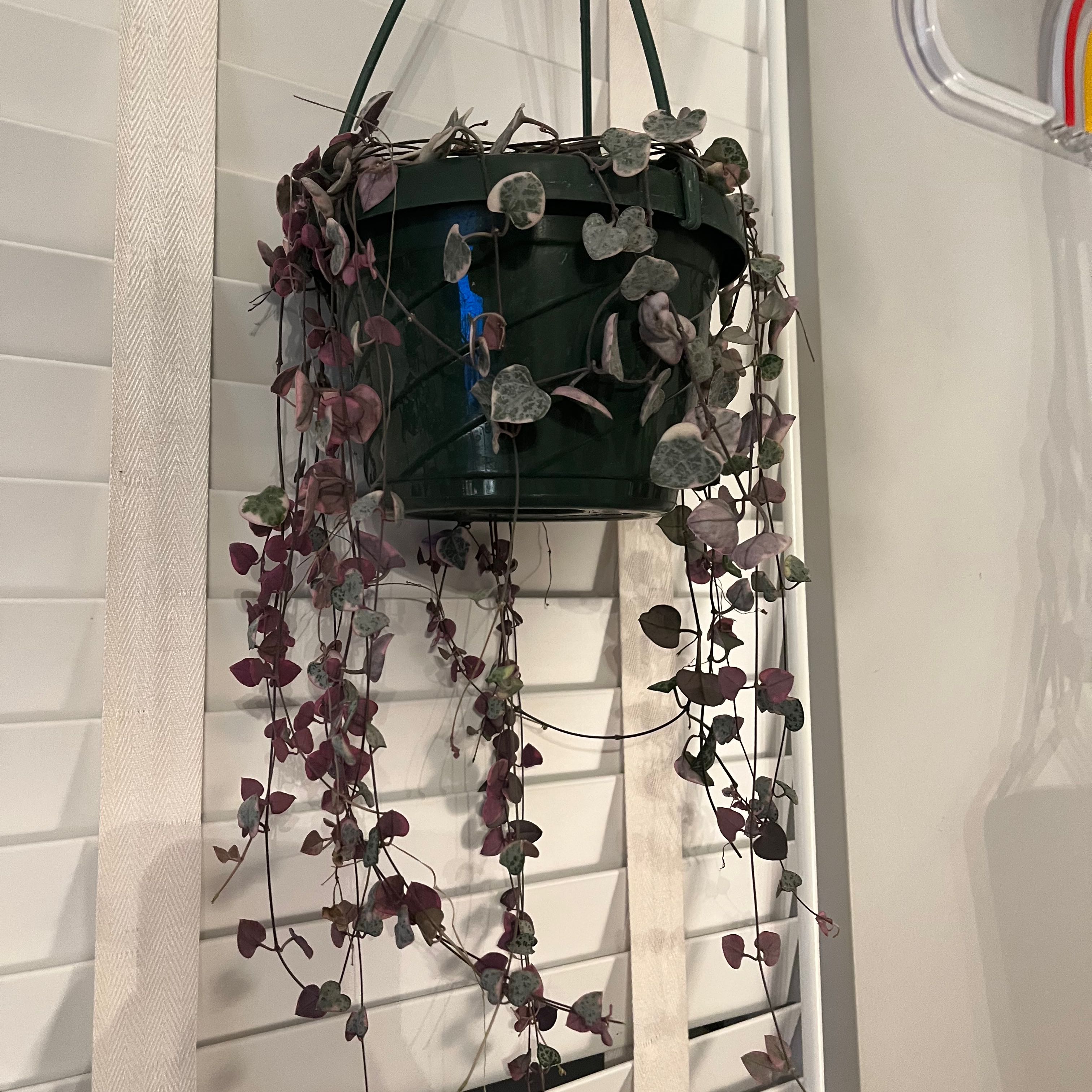 Variegated string of hearts plant in a hanging pot with healthy variegated leaves.
