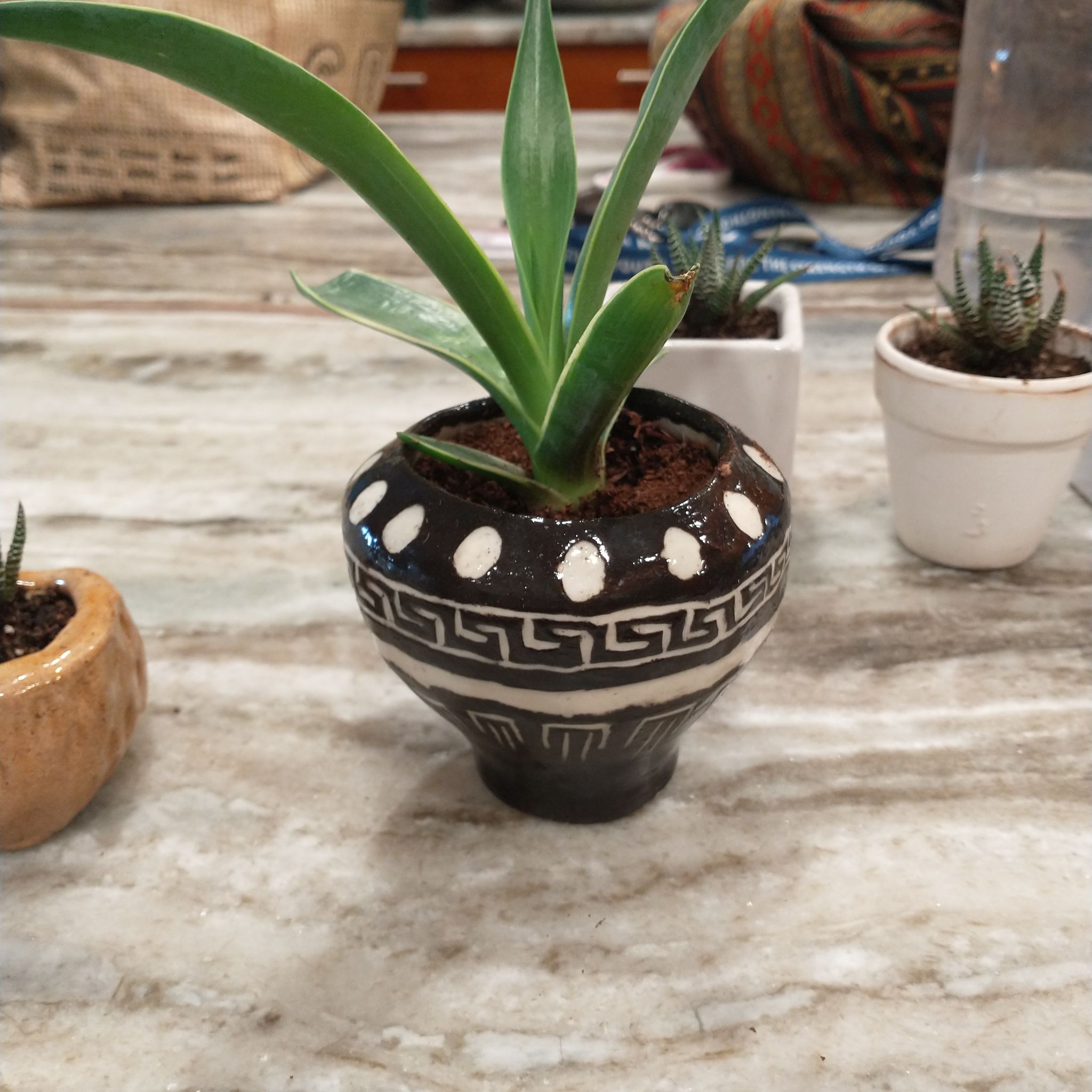 Potted Agave desmettiana 'Variegata' plant in a decorative pot, with visible soil and no signs of distress.