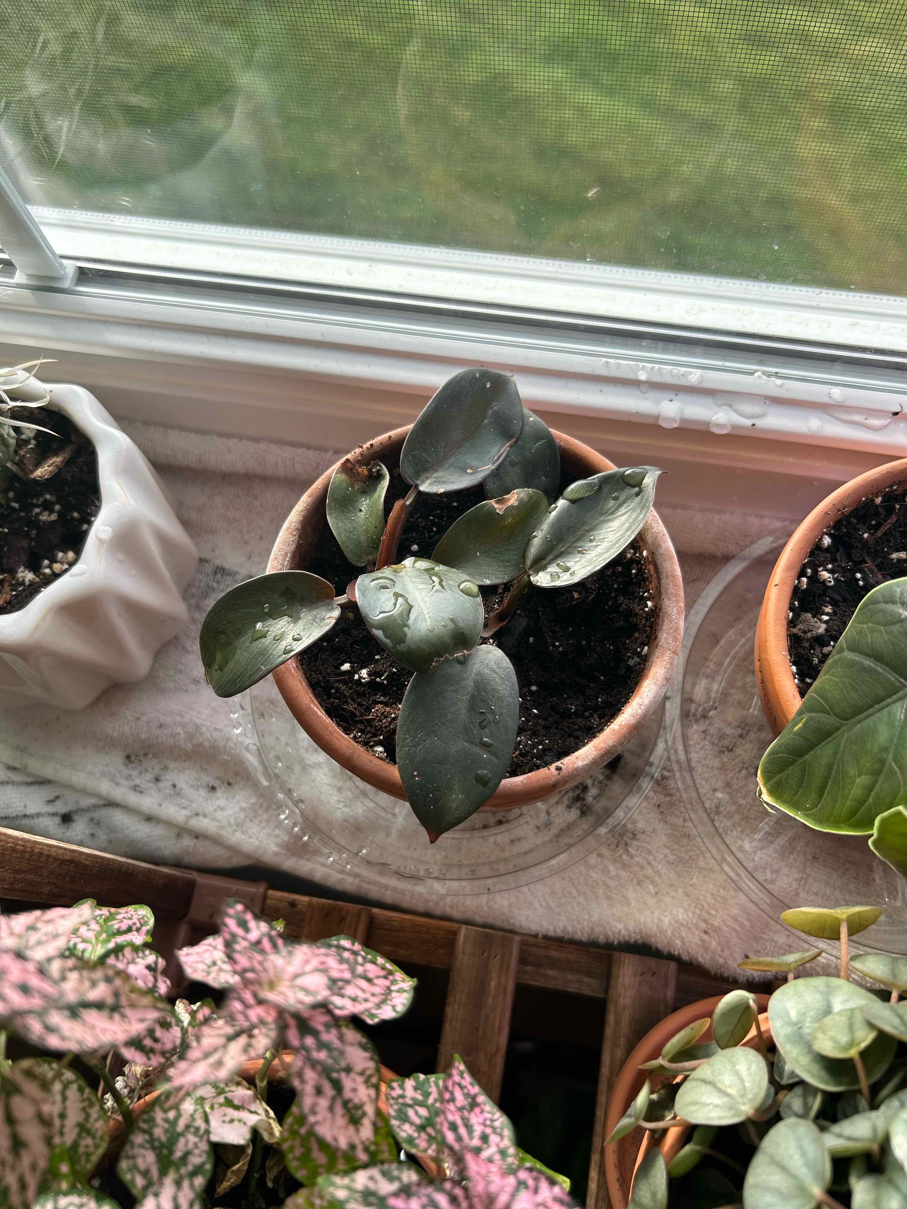 Royal Queen Philodendron plant in a pot on a windowsill with healthy dark green leaves.