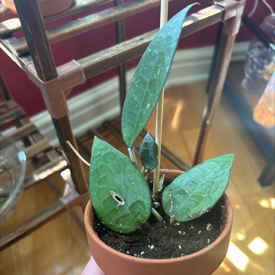 Hoya parasitica 'Black Margin' plant in a terracotta pot with visible soil and minor leaf damage.
