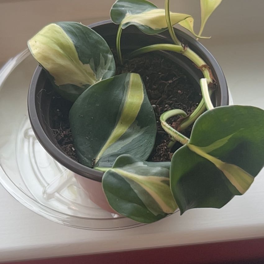 Philodendron 'Cream Splash' plant in a pot with variegated leaves and visible soil.