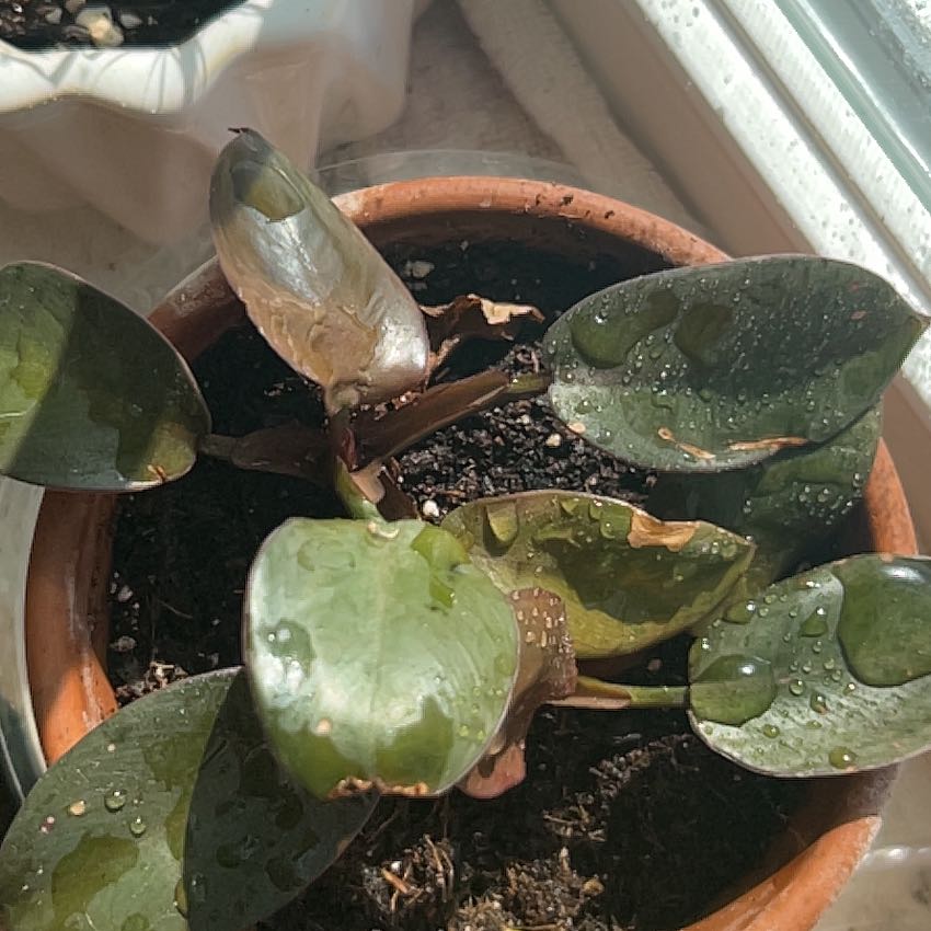 Royal Queen Philodendron with browning leaves and water droplets in a pot.