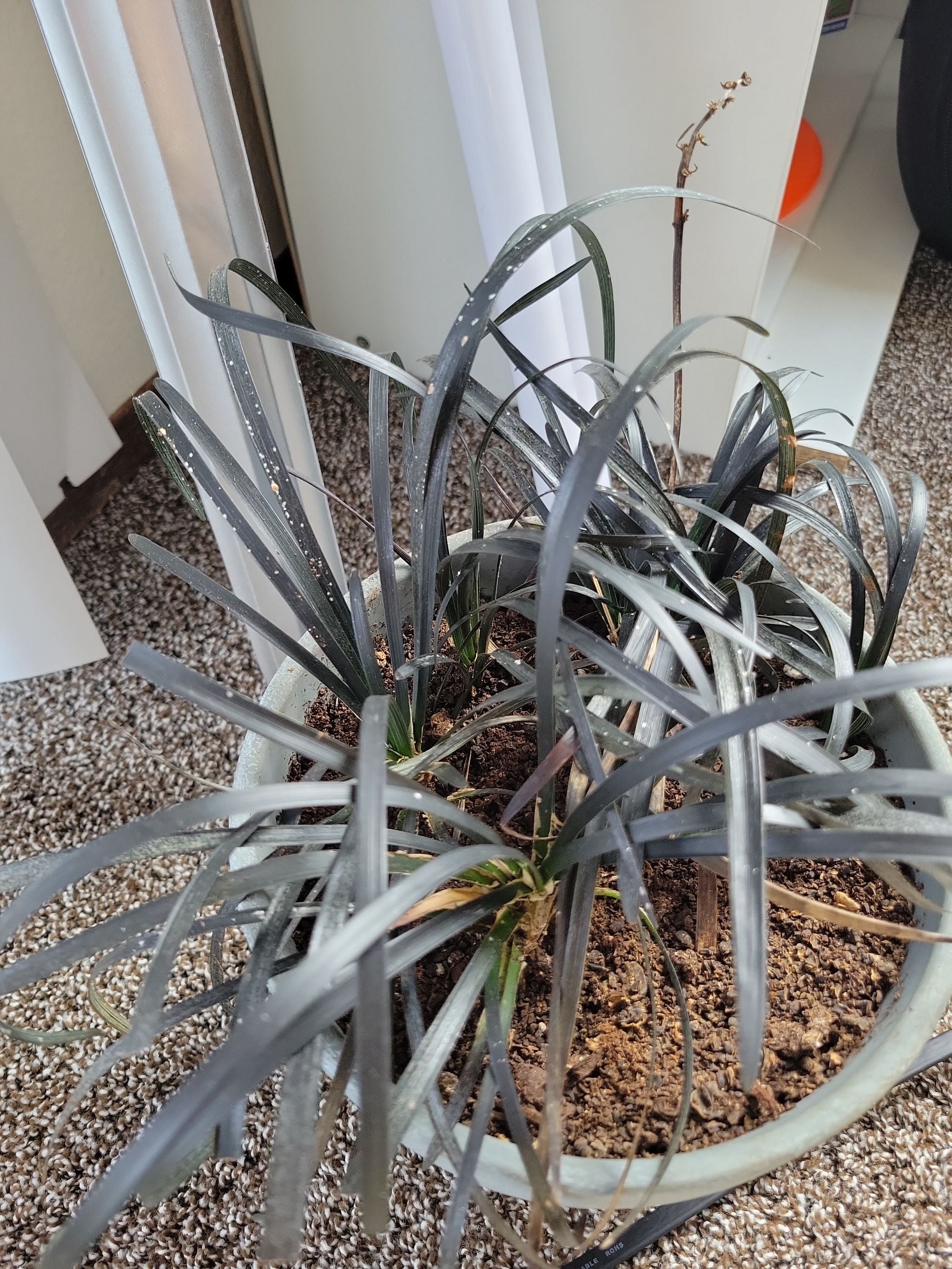 Why Are There Brown Spots on My Mondo Grass?