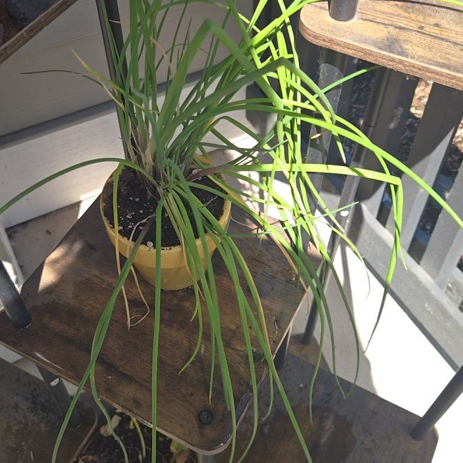 Photo of the plant species Chinese Chives by @AvidItalianarum named Mochi on Greg, the plant care app