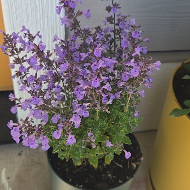Photo of the plant species Peach-Leaf Bellflower by @AvidItalianarum named Gaga on Greg, the plant care app