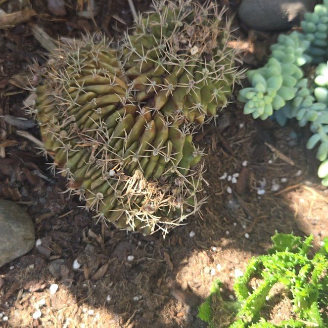 Photo of the plant species Brain Cactus by @AvidItalianarum named Fernie Saunders on Greg, the plant care app