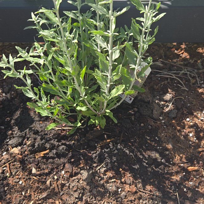 Photo of the plant species Little Spire Russian Sage by @AvidItalianarum named Huckleberry Fern on Greg, the plant care app
