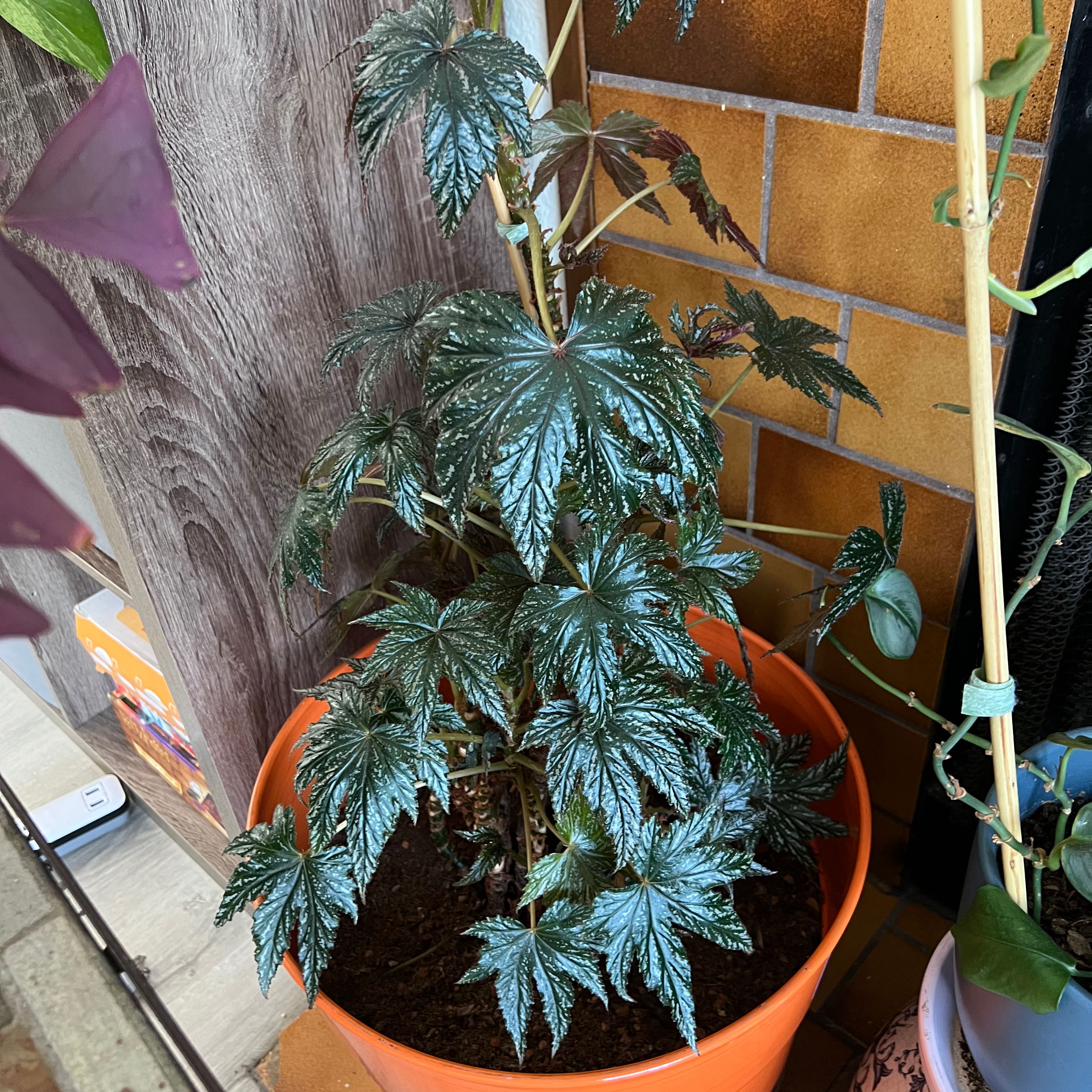 Begonia 'Gryphon' plant in a pot with healthy leaves and visible soil.