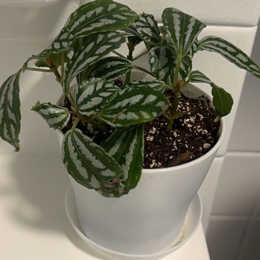 Morgan Treeman | A plant by @QuickBabyburro on Greg