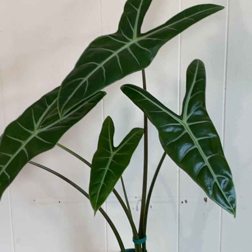 Photo of the plant species Alocasia longiloba 'Dragon's Tooth' by @Rcelmira named Mollie on Greg, the plant care app