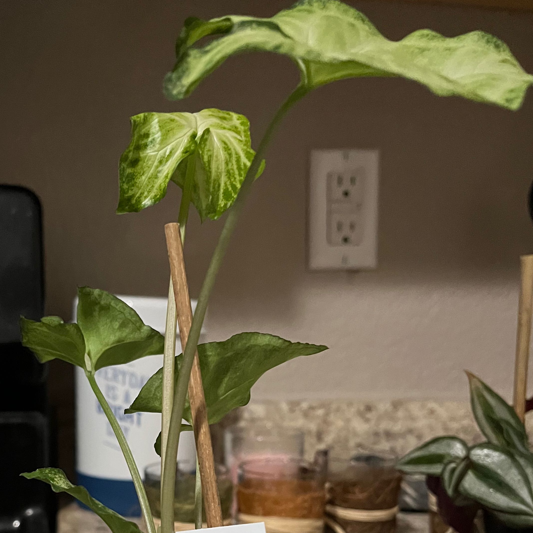 Green Nephthytis plant with green variegated leaves indoors.