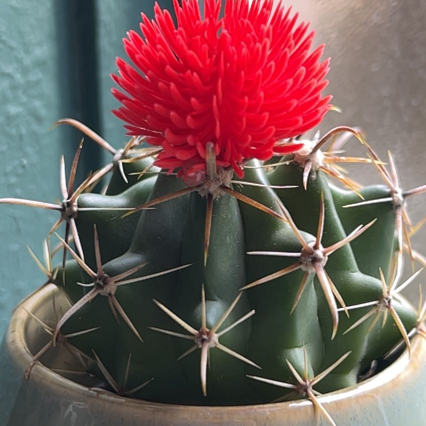 Devil's Tongue Barrel Cactus with a red flower, healthy and well-framed.