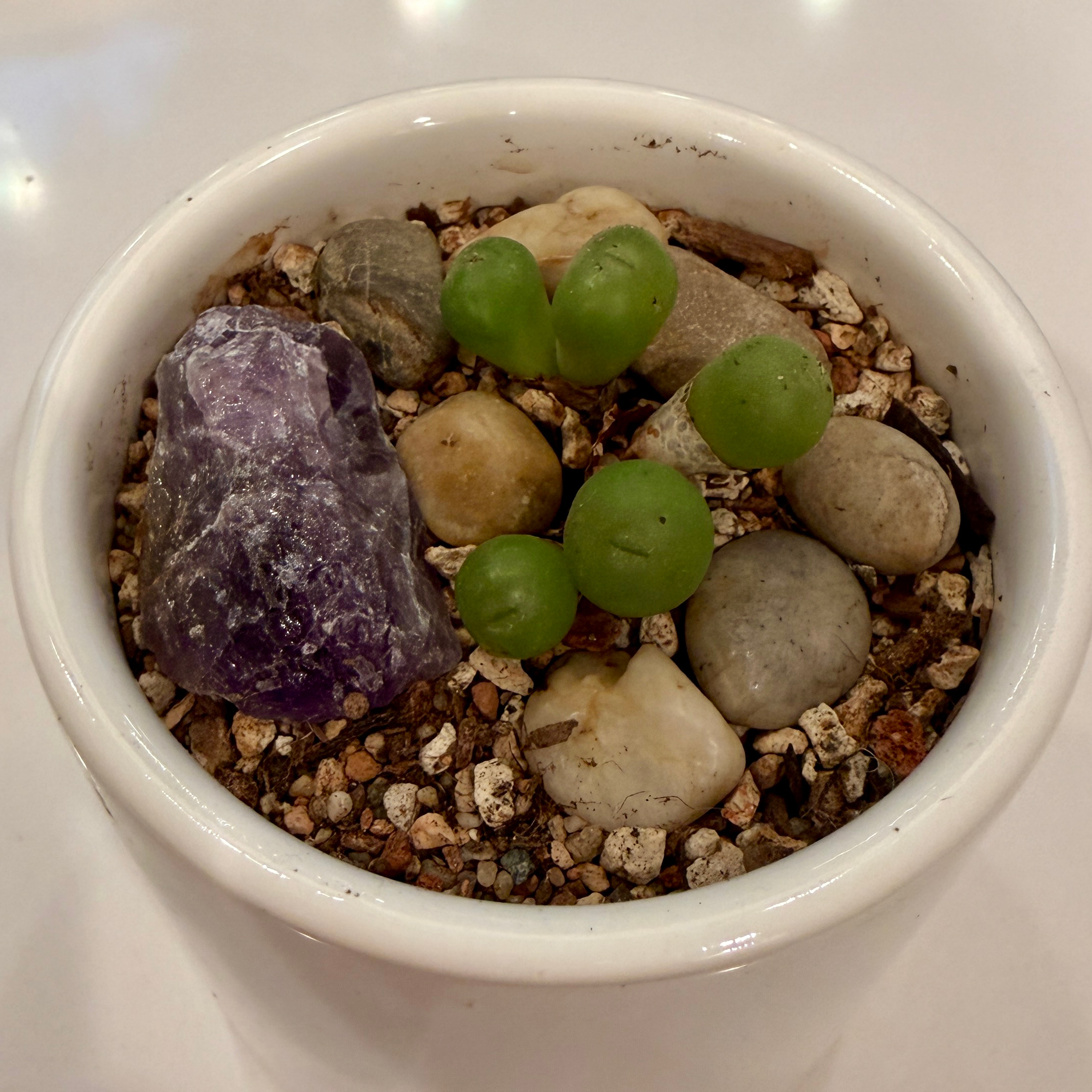 Photo of the plant species Conophytum Pageae Toringberg Lithop by @Shoshanaland named Ila on Greg, the plant care app