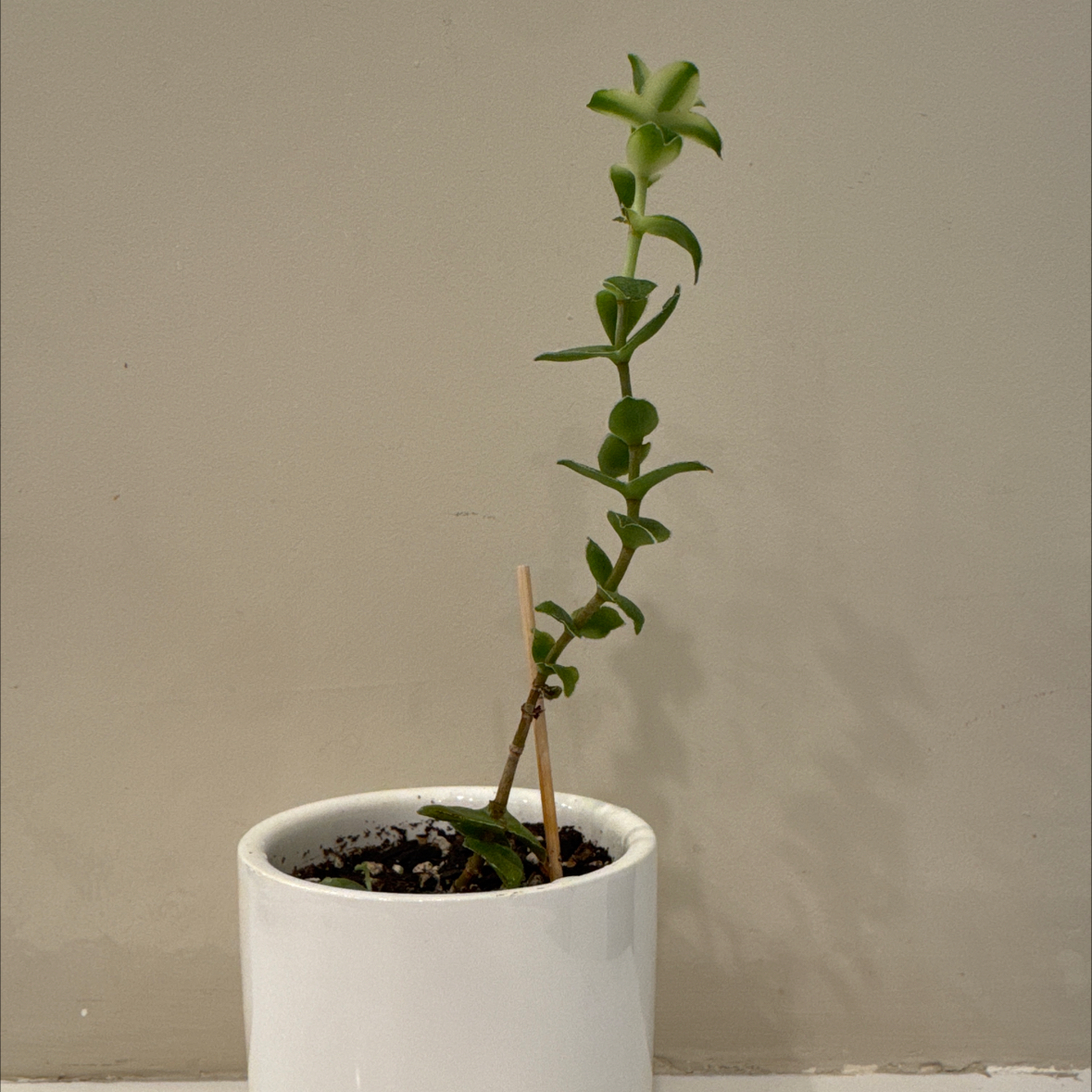Photo of the plant species Crassula sarmentosa 'Variegata' by @Shoshanaland named Sanders on Greg, the plant care app