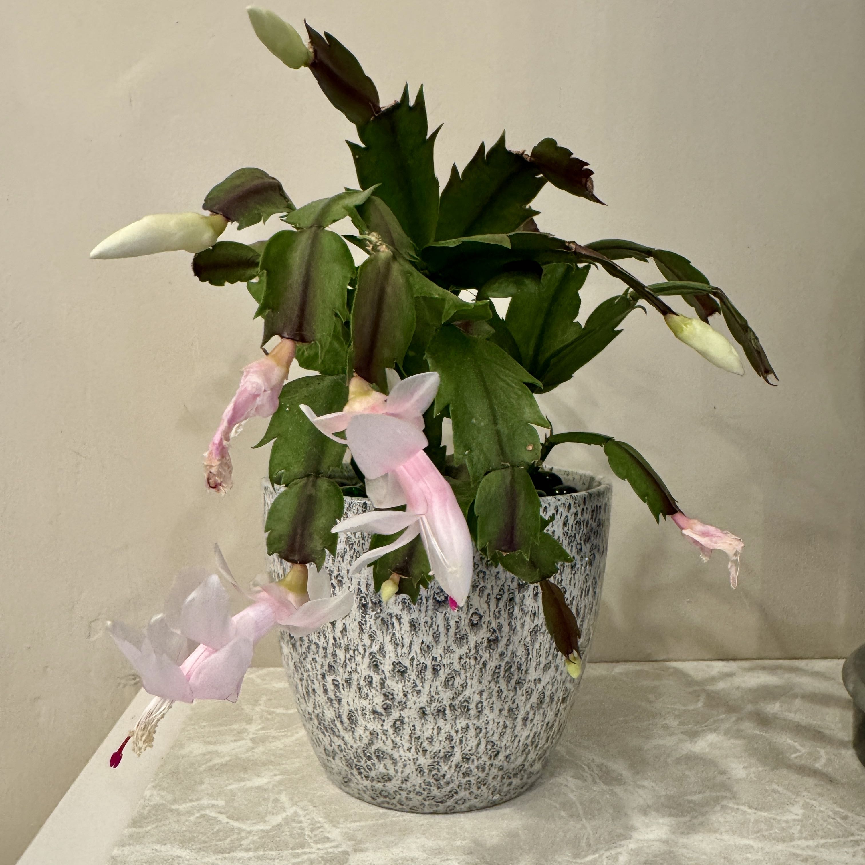 Photo of the plant species White Thanksgiving Cactus by @Shoshanaland named Clara on Greg, the plant care app