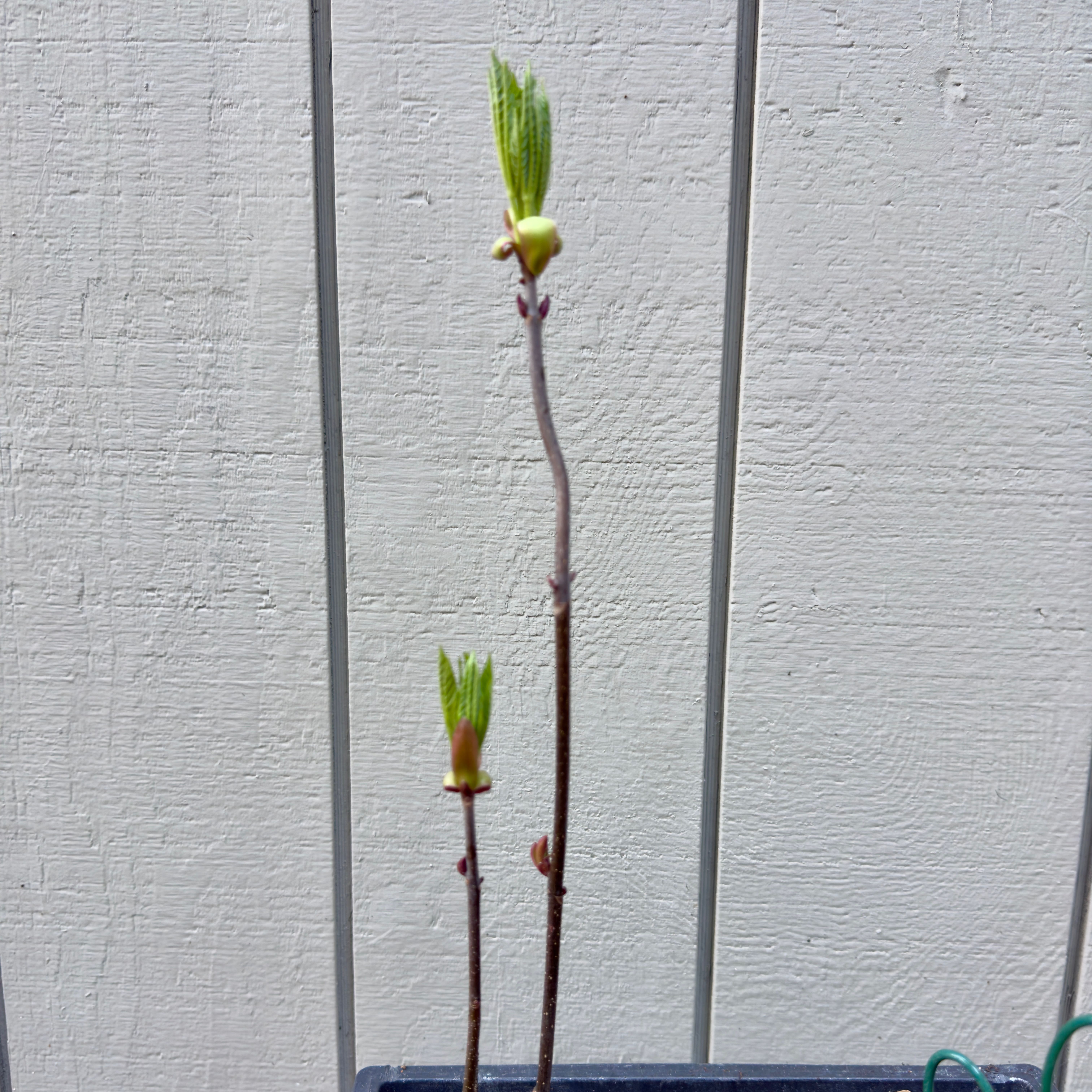 Photo of the plant species California Buckeye by @Shoshanaland named Buckeye on Greg, the plant care app