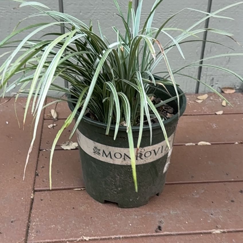 Photo of the plant species Lilyturf by @Shoshanaland named Mario on Greg, the plant care app