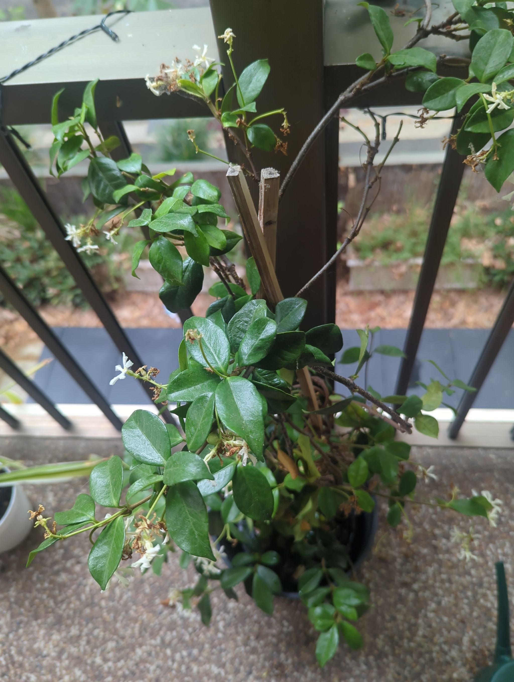 Why Is My Star Jasmine Dropping Leaves?