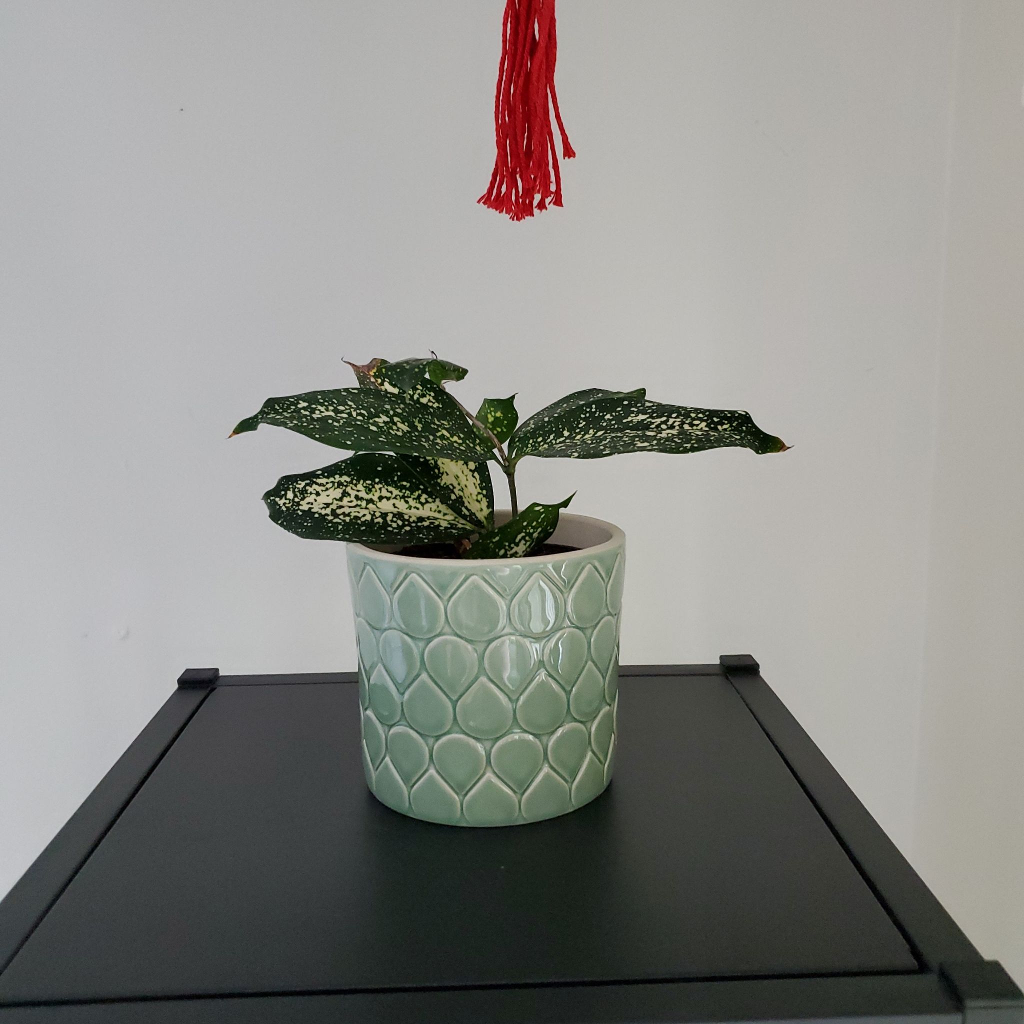 Dracaena 'Florida Beauty' plant in a decorative pot with variegated leaves.