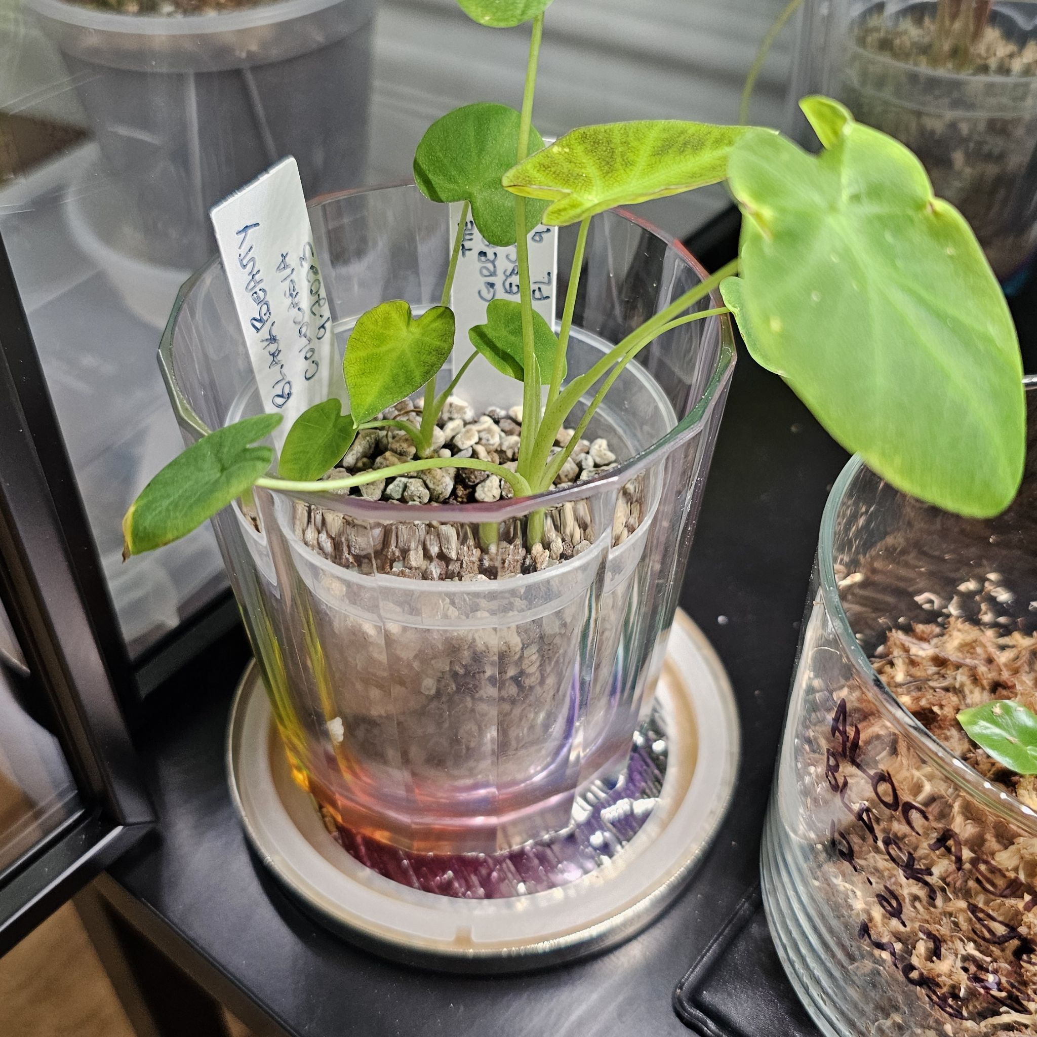 Colocasia 'Black Beauty' plant in a transparent pot with visible soil and pebbles.