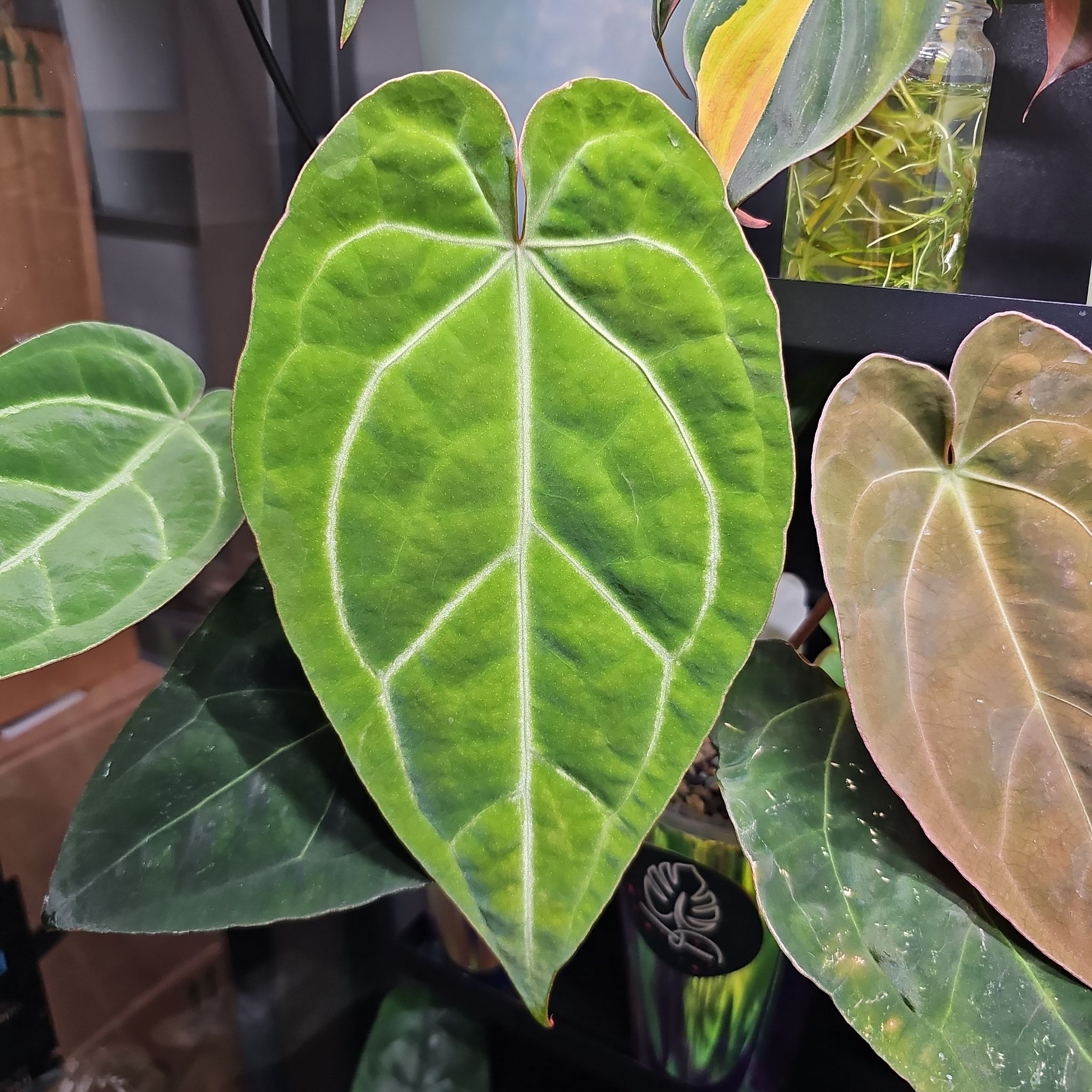 Close-up of a healthy Anthurium crystallinum magnificum leaf with prominent white veins.
