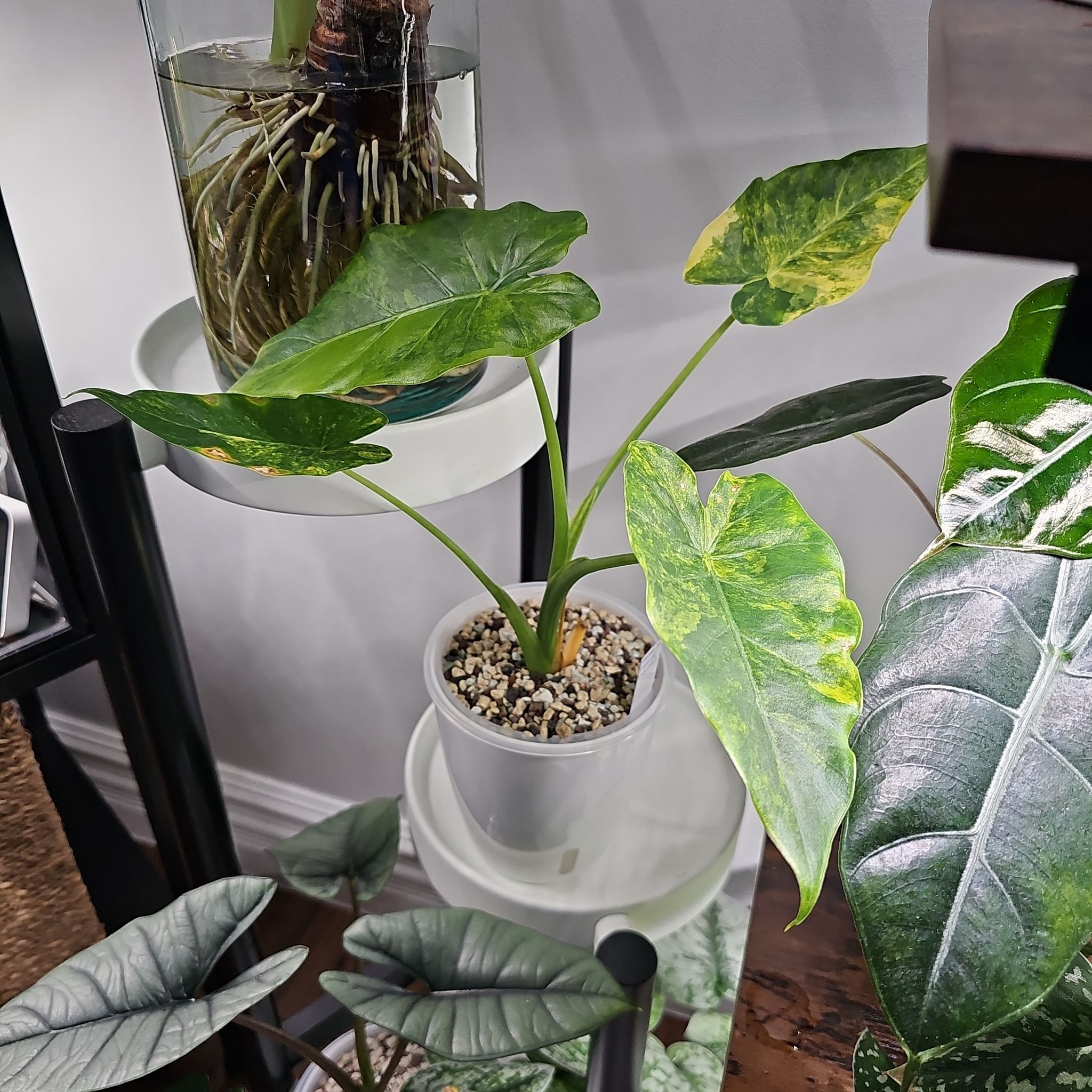 Calidora Elephant's Ear plant in a white pot with some yellowing and browning leaves.