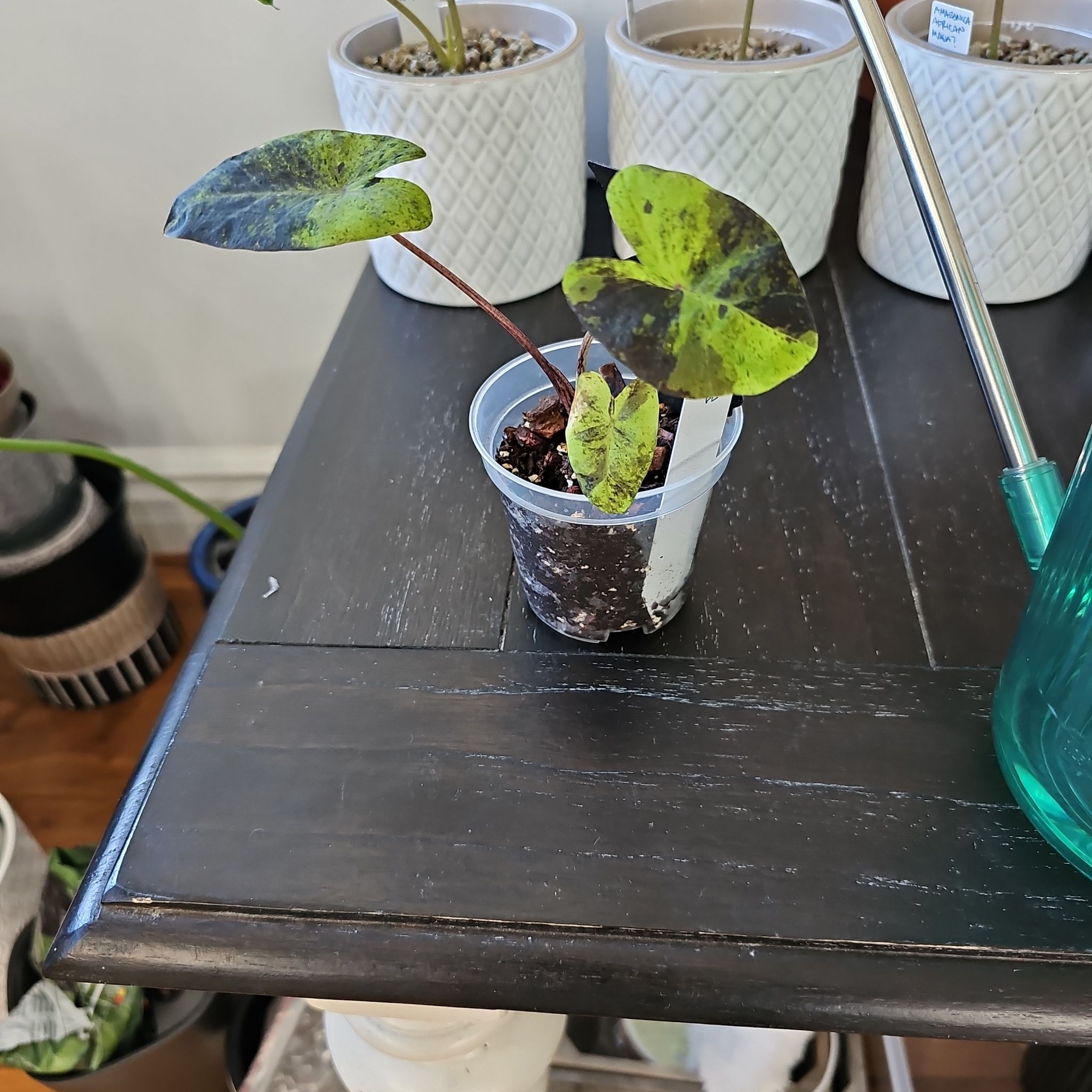 Taro 'Mojito' plant in a plastic container with some yellowing and browning leaves on a dark wooden surface.