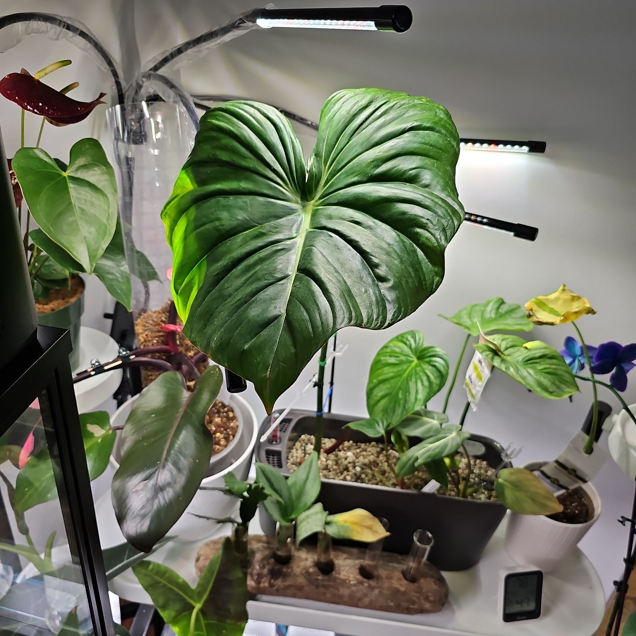 Philodendron 'McDowell' plant with large green leaves, visible soil, and some yellowing leaves.