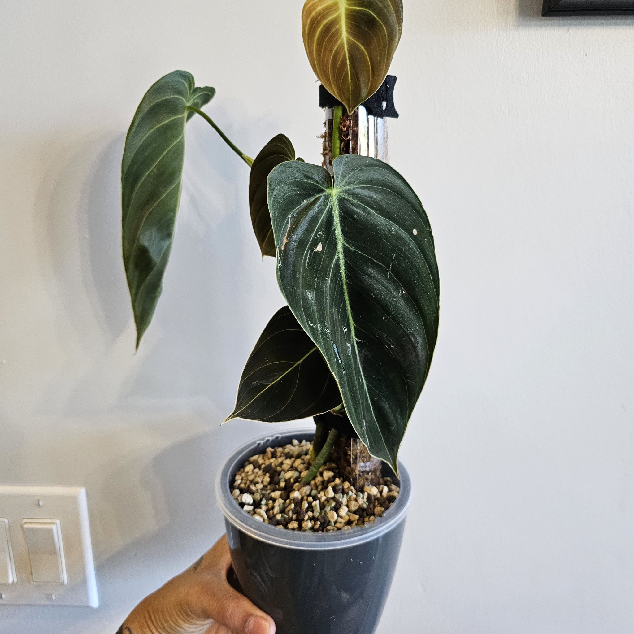 Philodendron melanochrysum x verrucosum plant in a pot with visible soil and slight leaf yellowing.