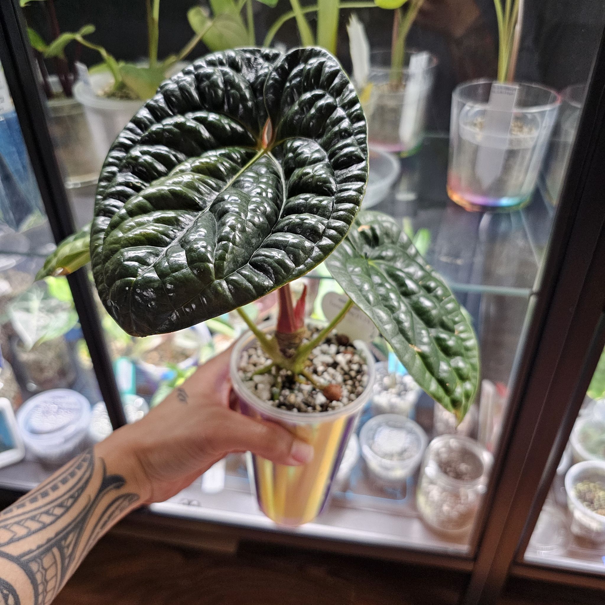 Anthurium Luxurians plant with dark green, glossy leaves in a pot, held by a hand.