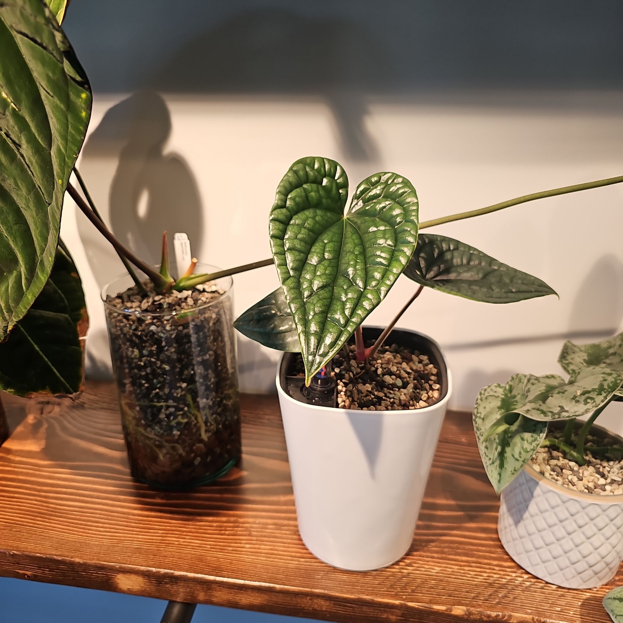 Three potted plants on a wooden shelf, with Anthurium Luxurians in the center.