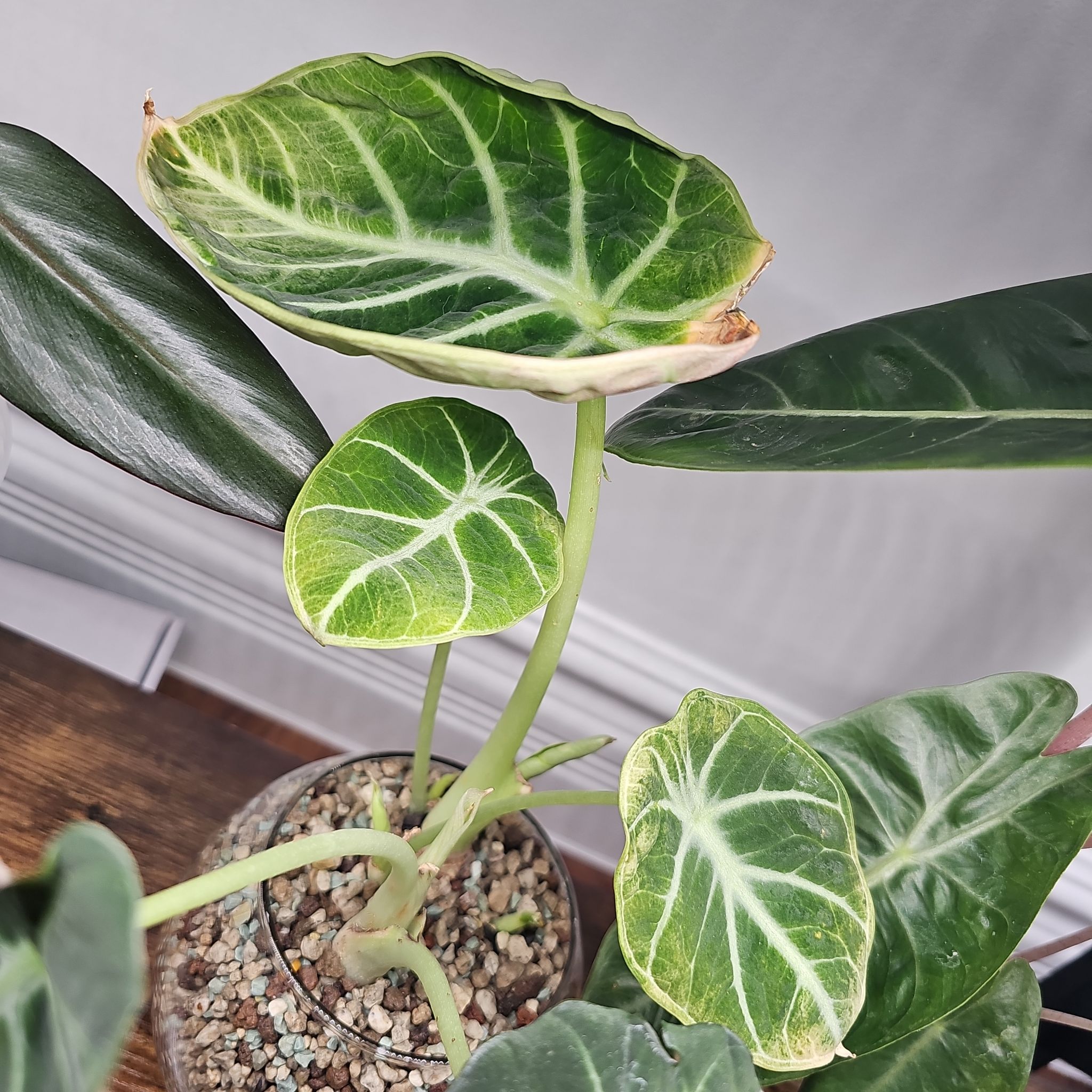 Alocasia plant with several leaves, one showing browning edges. Potted with visible soil.
