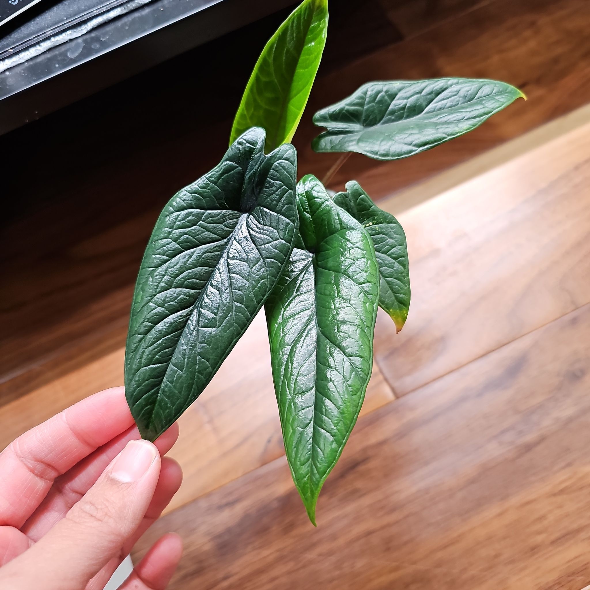 Alocasia Scalprum plant with dark green, textured leaves held by a hand.