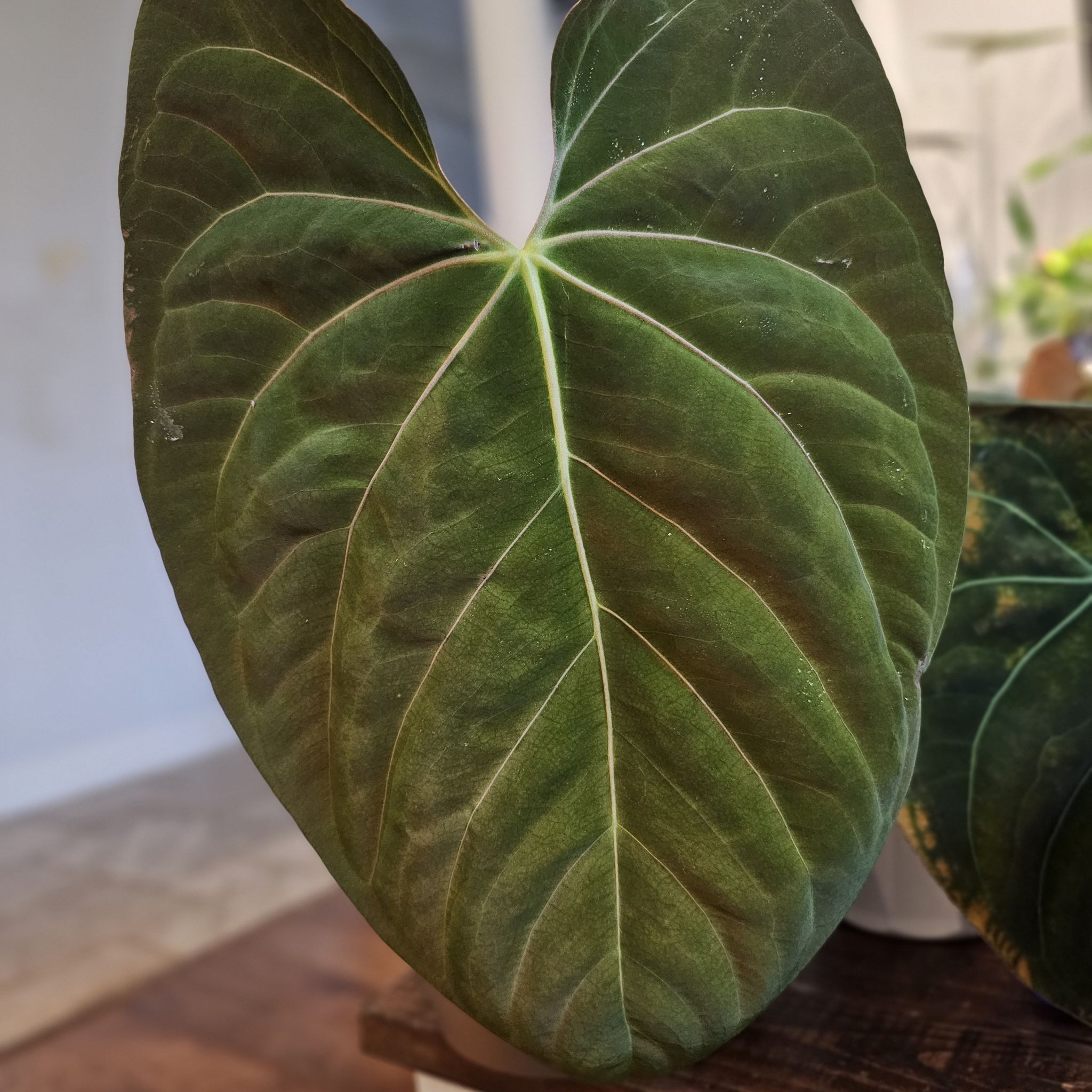 Photo of the plant species Anthurium hoffmannii by @TropicalDesert named An. Hoffmani x RG Pap 3.2.24 on Greg, the plant care app