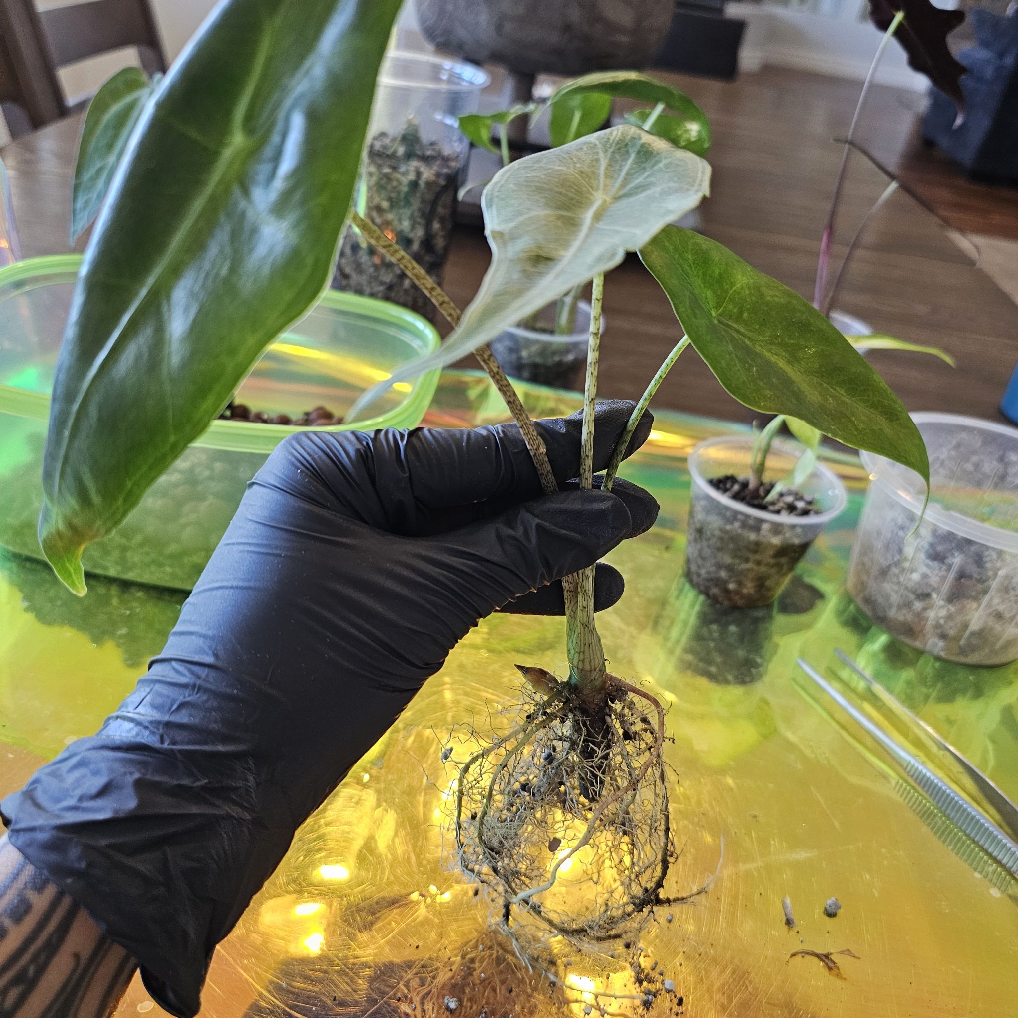 Alocasia longiloba plant held by a gloved hand with visible roots and green leaves.