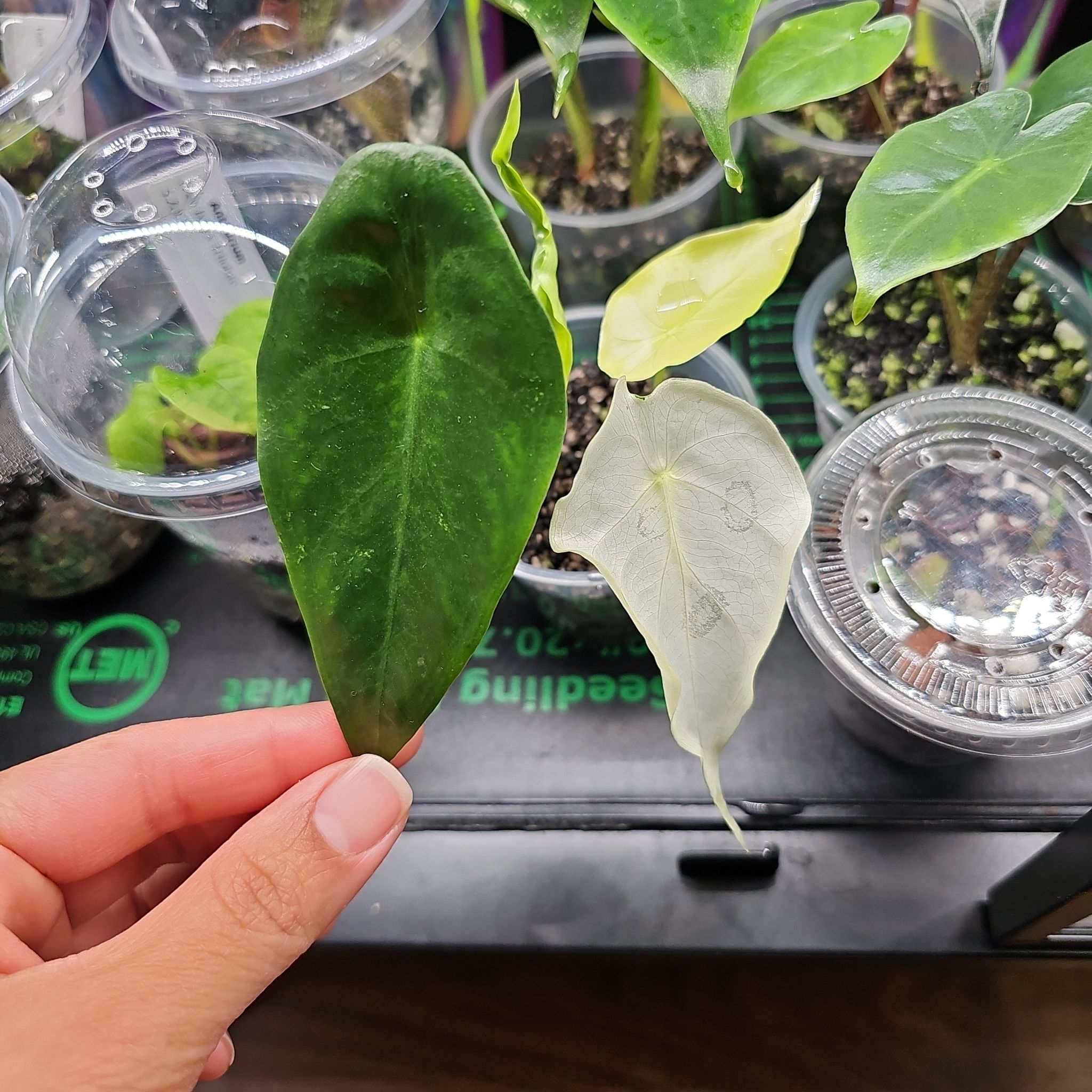 Close-up of Alocasia longiloba with one green and one yellowing leaf, potted in clear container.