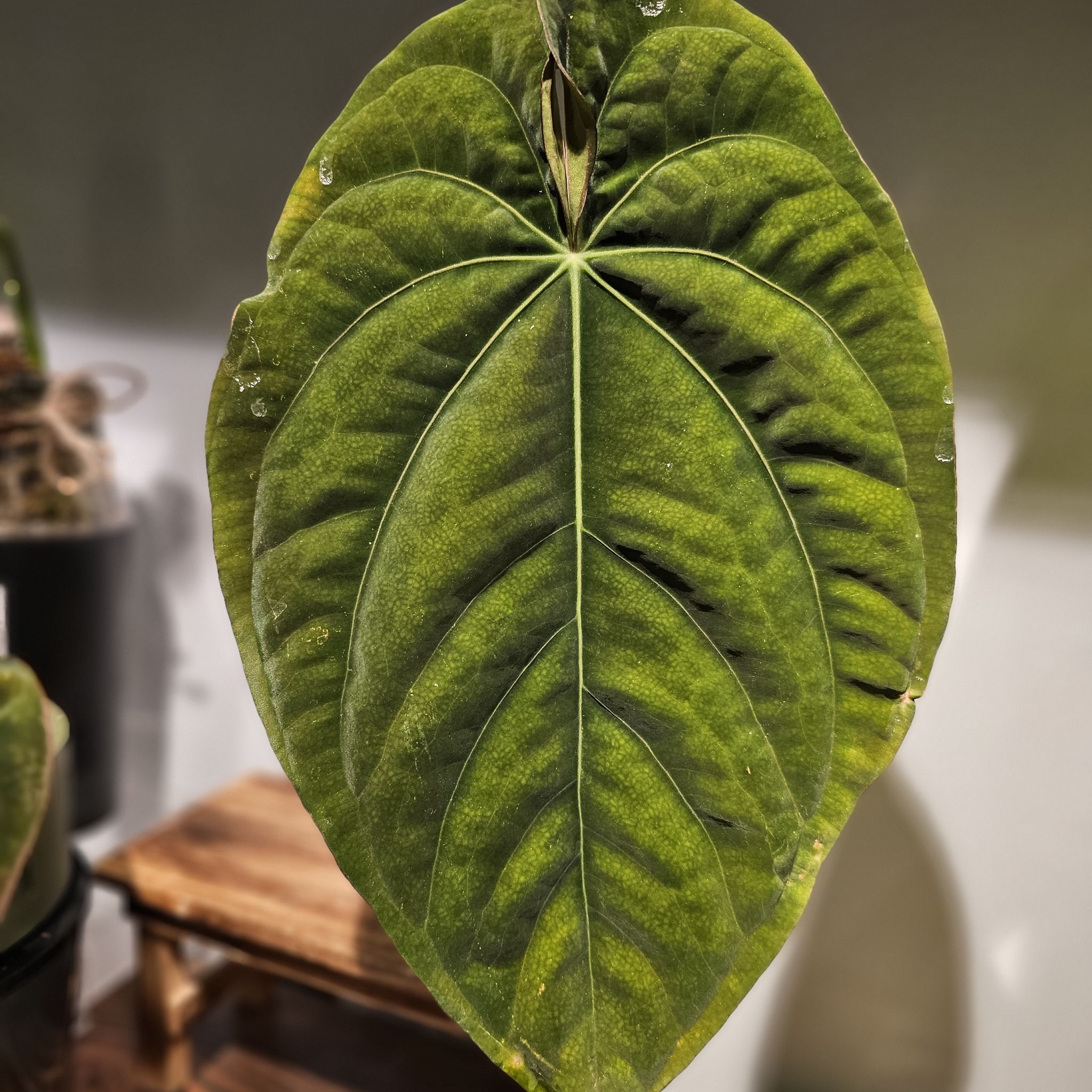 Photo of the plant species Anthurium Dark Phoenix x RG Dressleri by @TropicalDesert named An. Dark Phoenix x RG Dressleri 3.29.24 on Greg, the plant care app