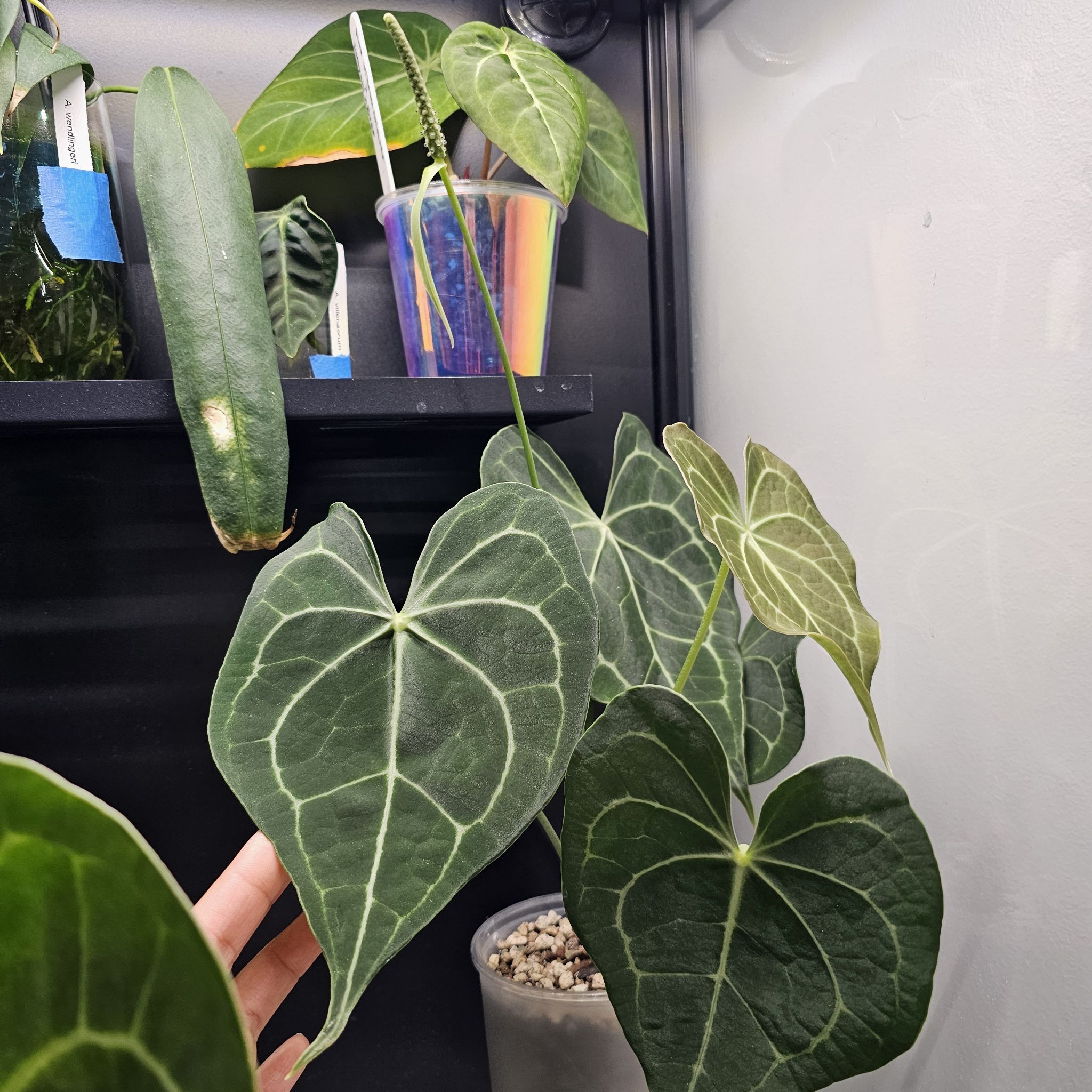 Photo of the plant species anthurium pterodactyl by @TropicalDesert named An. Clarinervium 4.18.24 on Greg, the plant care app