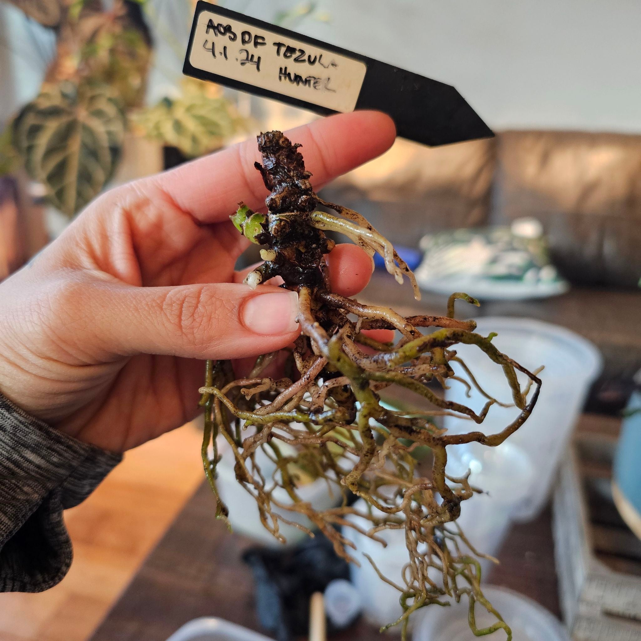 Photo of the plant species Ace of Spades by @TropicalDesert named An. AOS DF Self Tezula Clone 4.17.24 on Greg, the plant care app