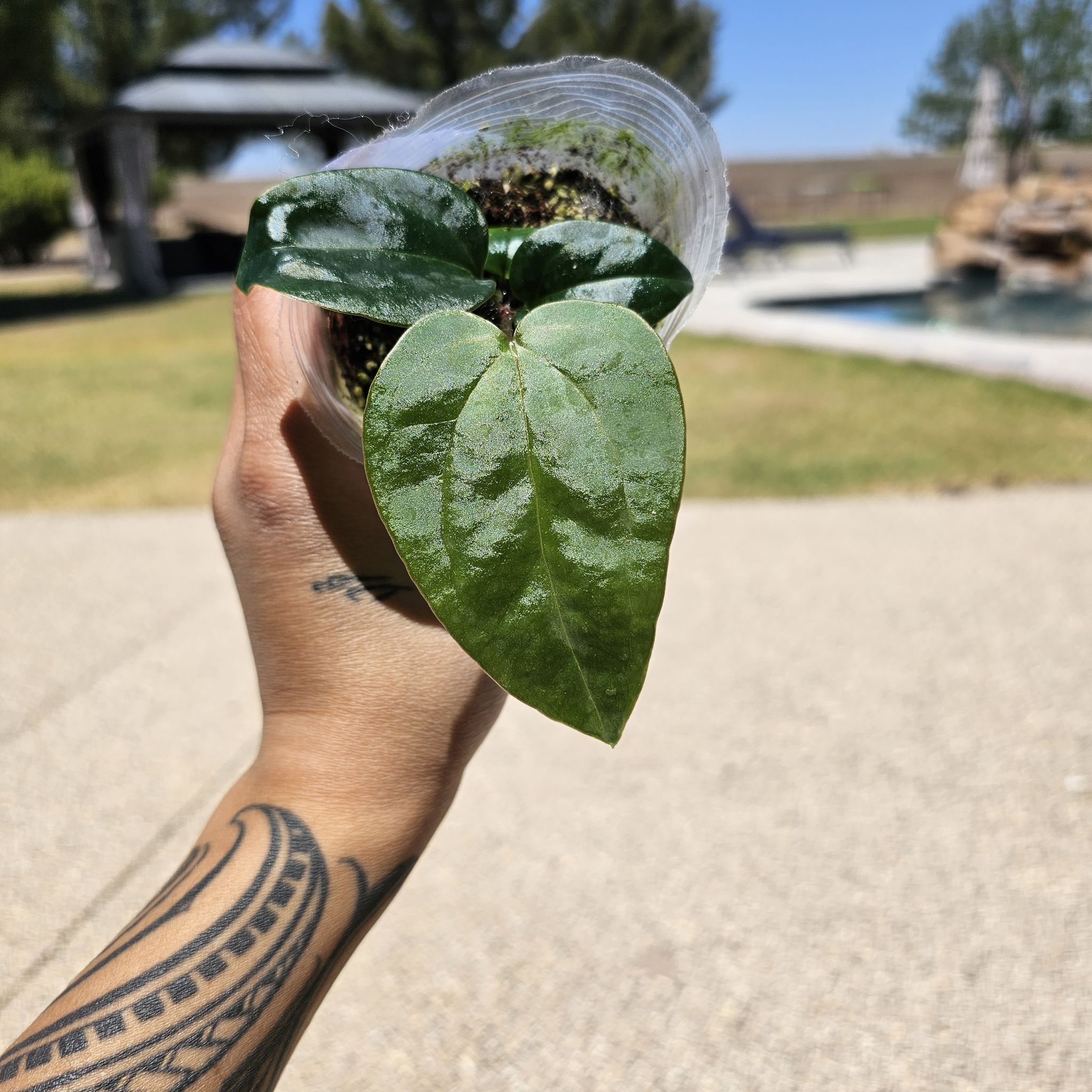 Anthurium Luxurians plant held by a hand, showing glossy green leaves.