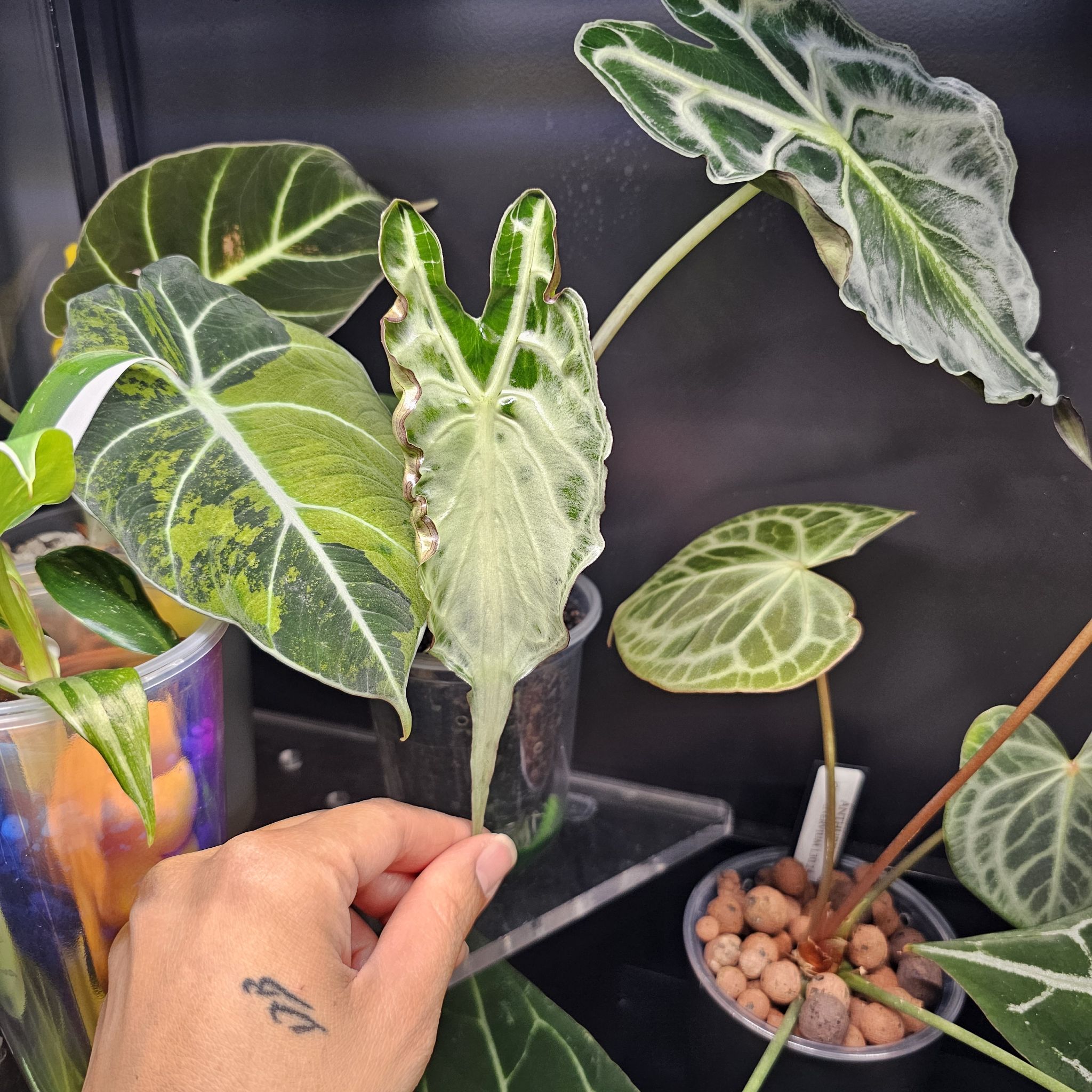 Photo of the plant species Alocasia Polly Variegated by @TropicalDesert named Al. Venom 5.10.24 on Greg, the plant care app