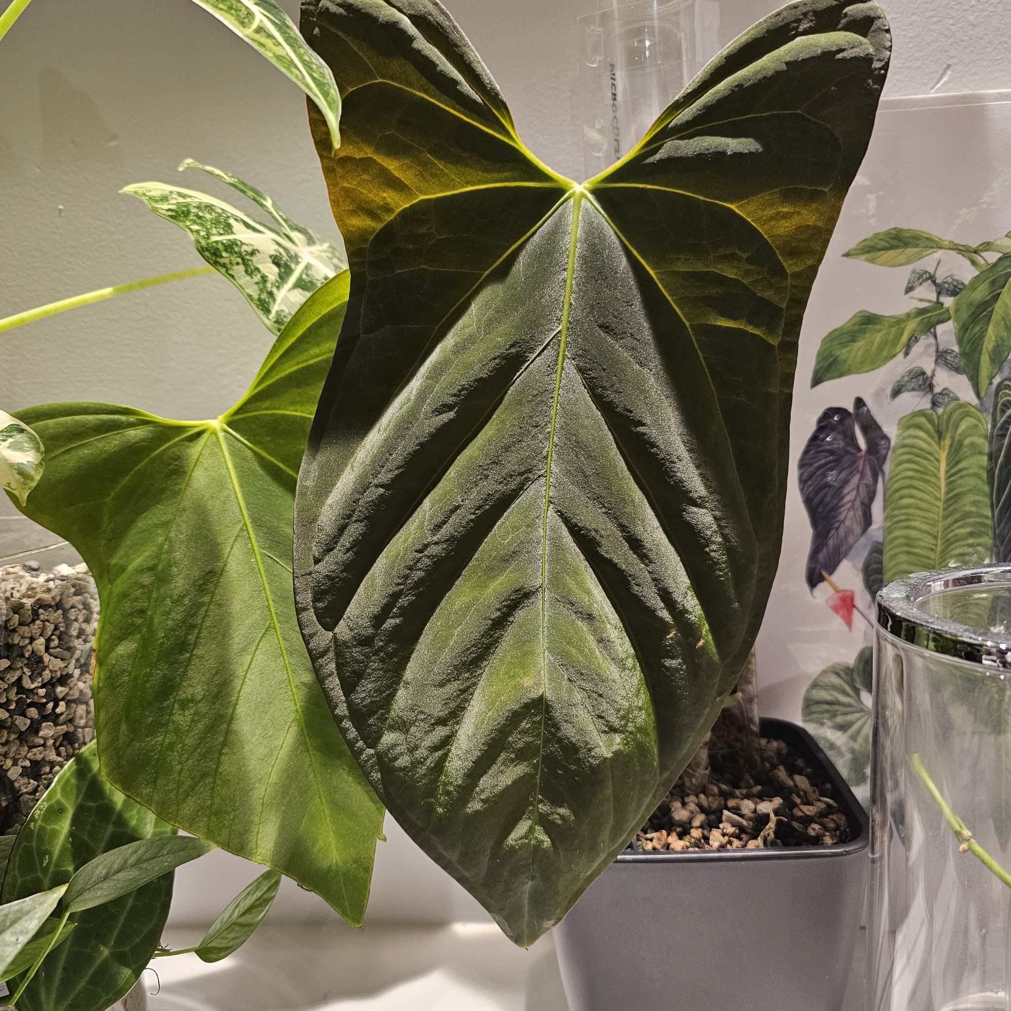 Photo of the plant species Anthurium Dark Phoenix x RG Dressleri by @TropicalDesert named An. Dark Pho x Indo Port 'Rangda' 7.29.2024 on Greg, the plant care app