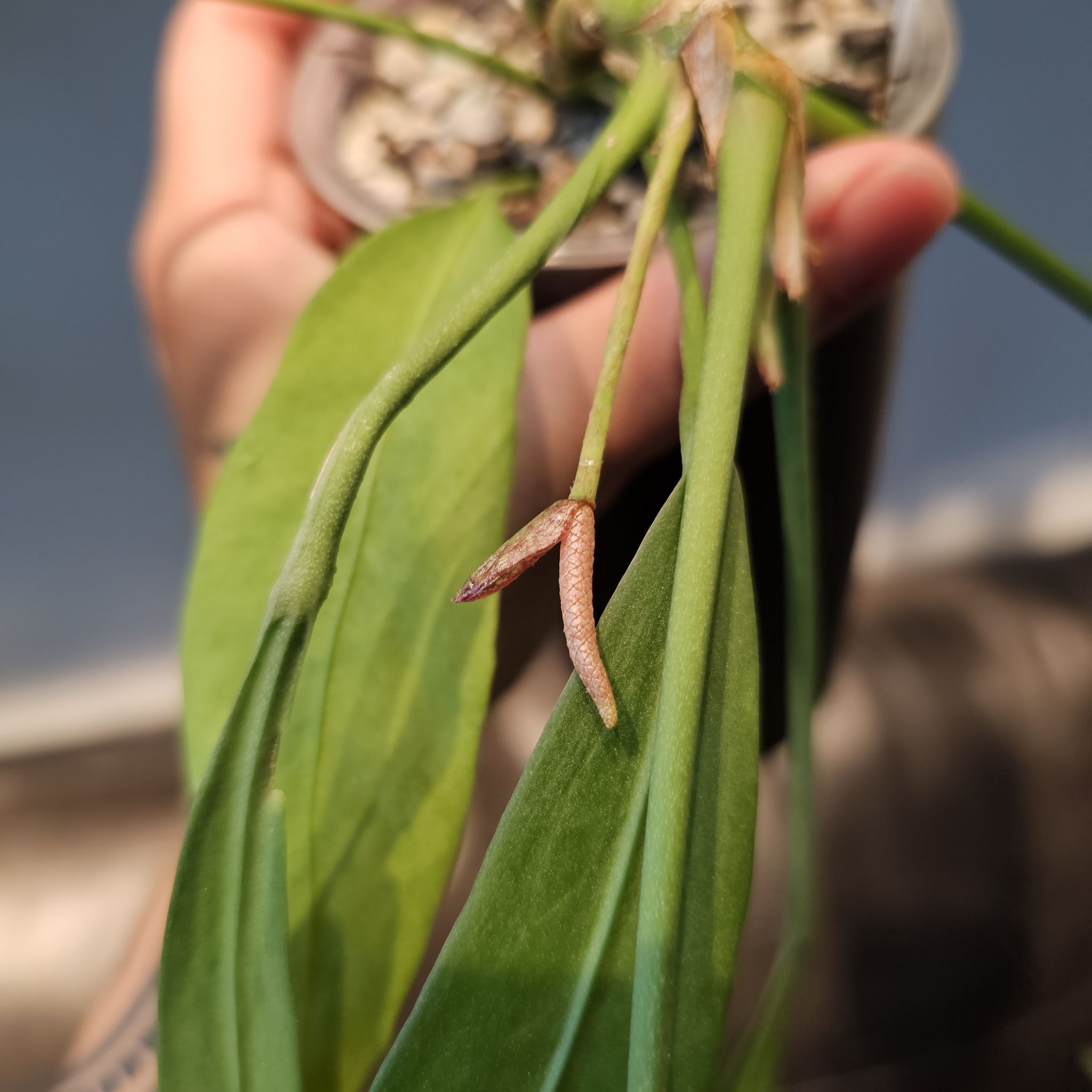 Photo of the plant species Strap Leaf Anthurium by @TropicalDesert named An. Vittariifolium WuHoo 8.14.24 on Greg, the plant care app
