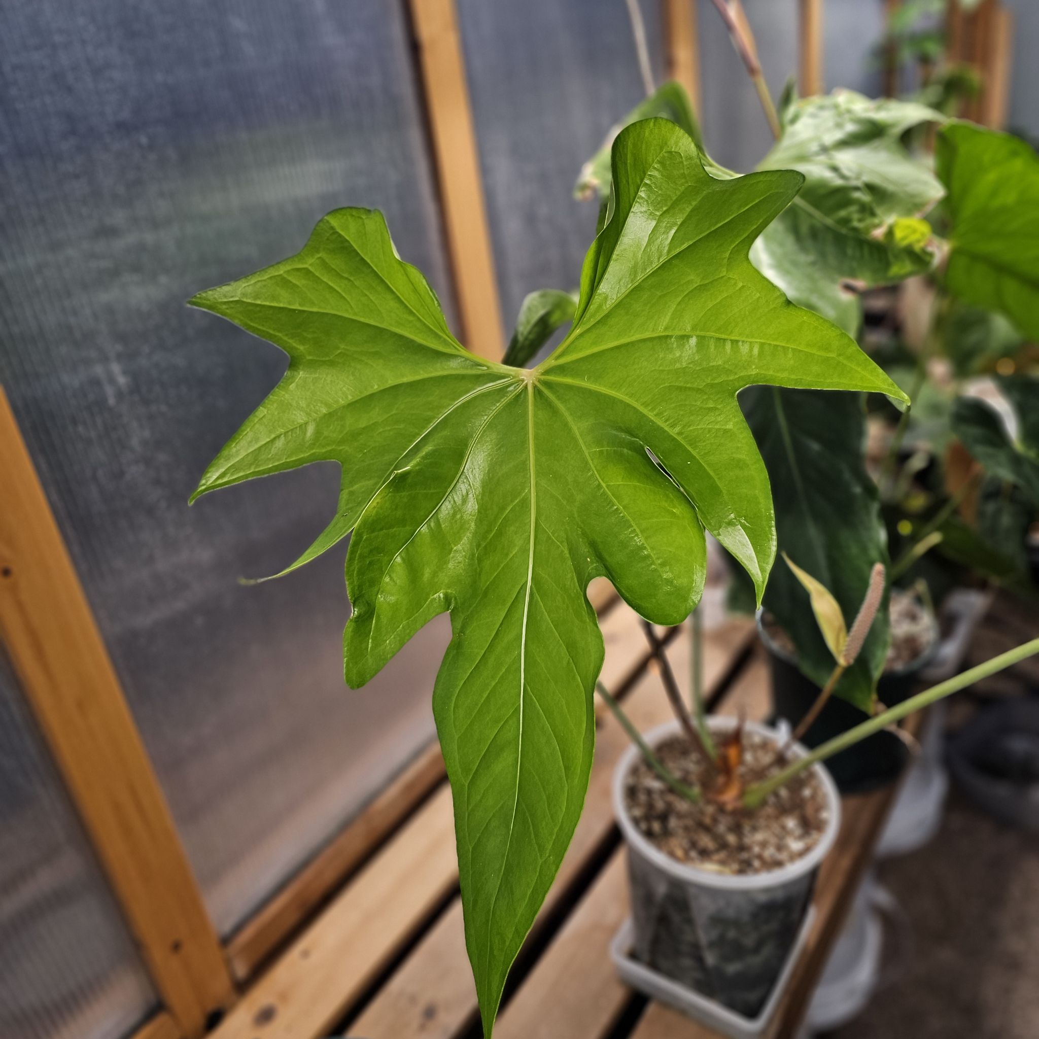 Photo of the plant species anthurium pterodactyl by @TropicalDesert named An. Titan Fingers 9.21.24 on Greg, the plant care app