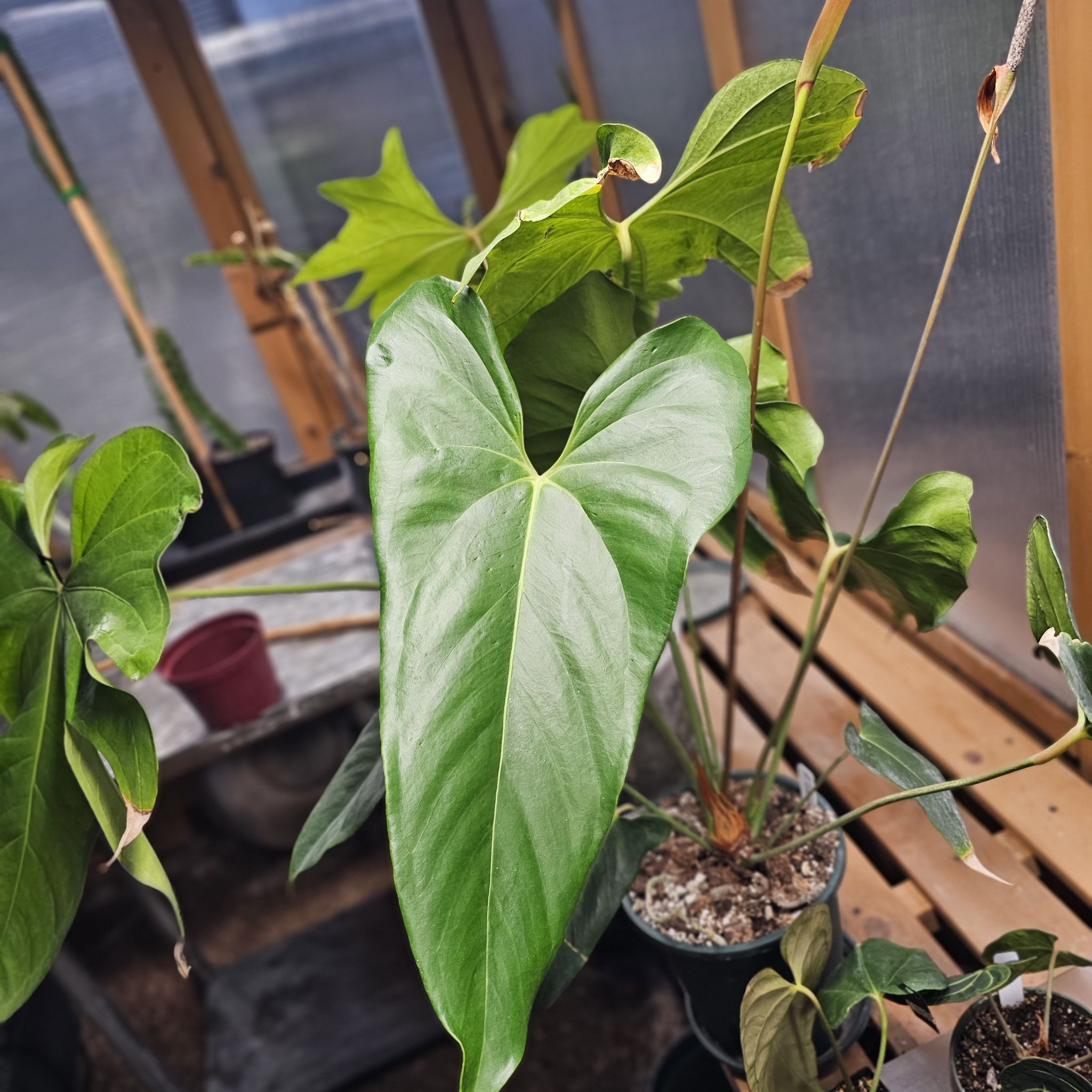 Photo of the plant species Anthurium ‘Arrow’ by @TropicalDesert named An. Lucens (Banta) Miami Bot. 9.21.24 on Greg, the plant care app