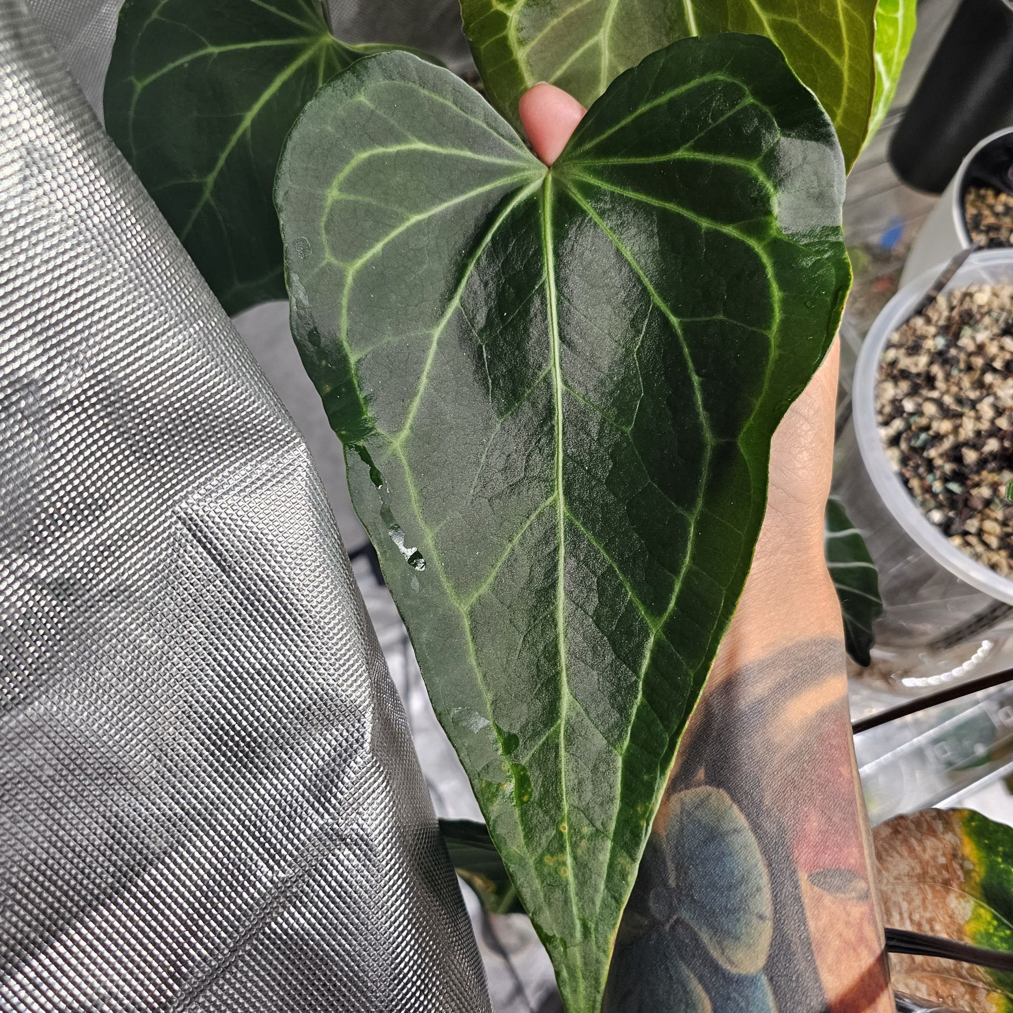 Photo of the plant species Delta Force Anthurium by @TropicalDesert named An. Delta Force @planty_nursehunter 9.21.24 on Greg, the plant care app