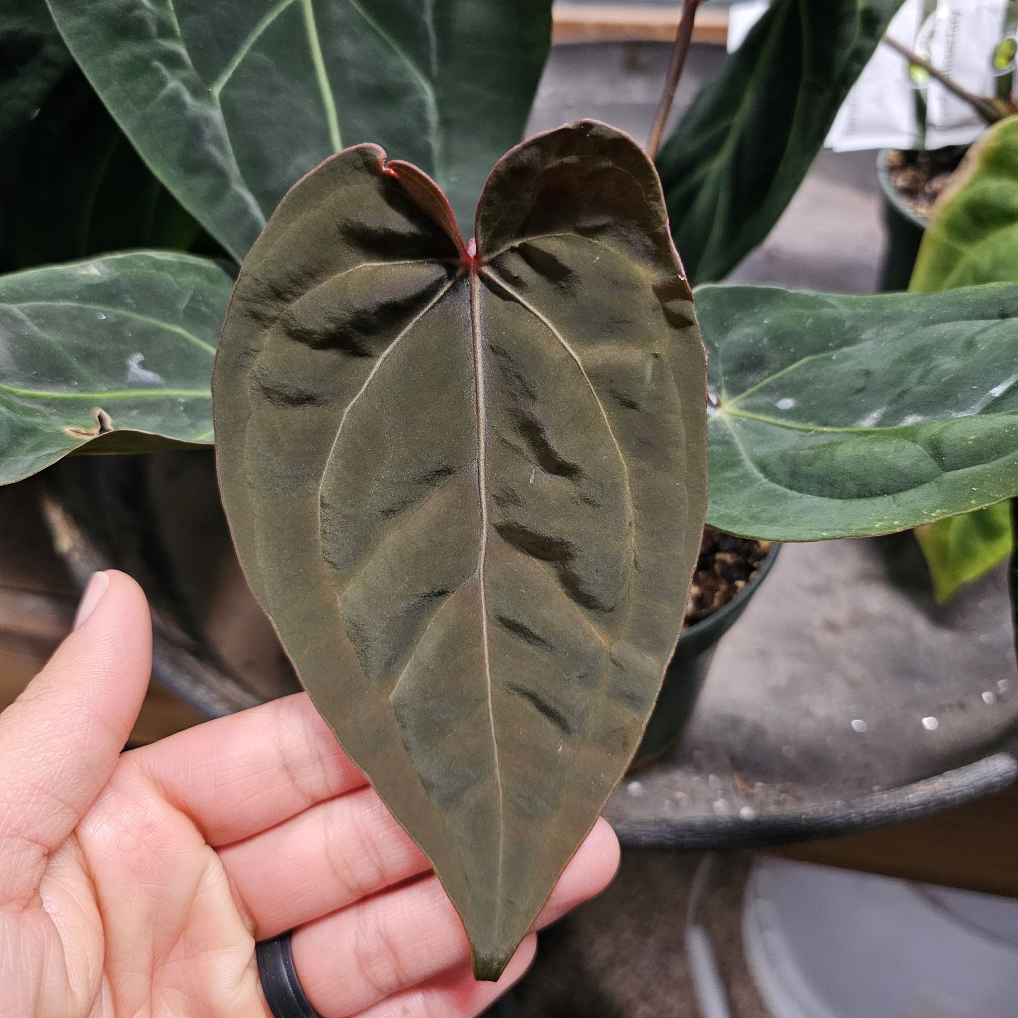 Photo of the plant species Anthurium RLFSx(CarlaxAOS) by @TropicalDesert named An. Dark & Moody x BWxM 10.20.24 Connor Burgal on Greg, the plant care app