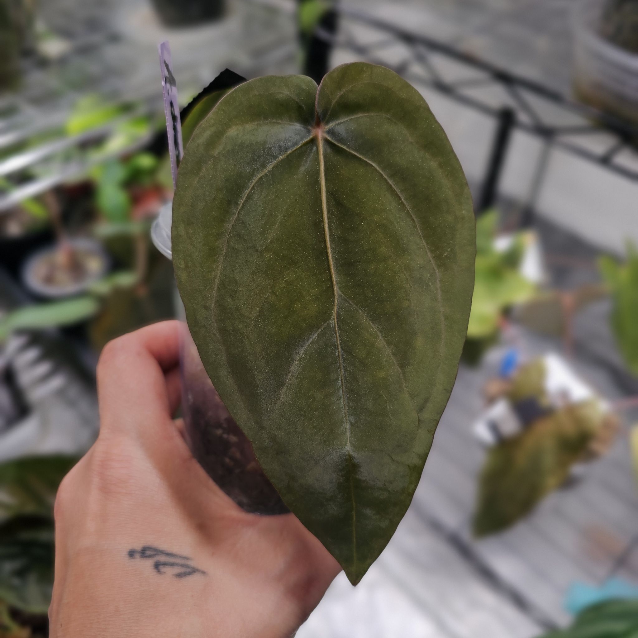 Photo of the plant species Anthurium Dark Phoenix x RG Dressleri by @TropicalDesert named An. Dressleri NSE 10.15.24 on Greg, the plant care app
