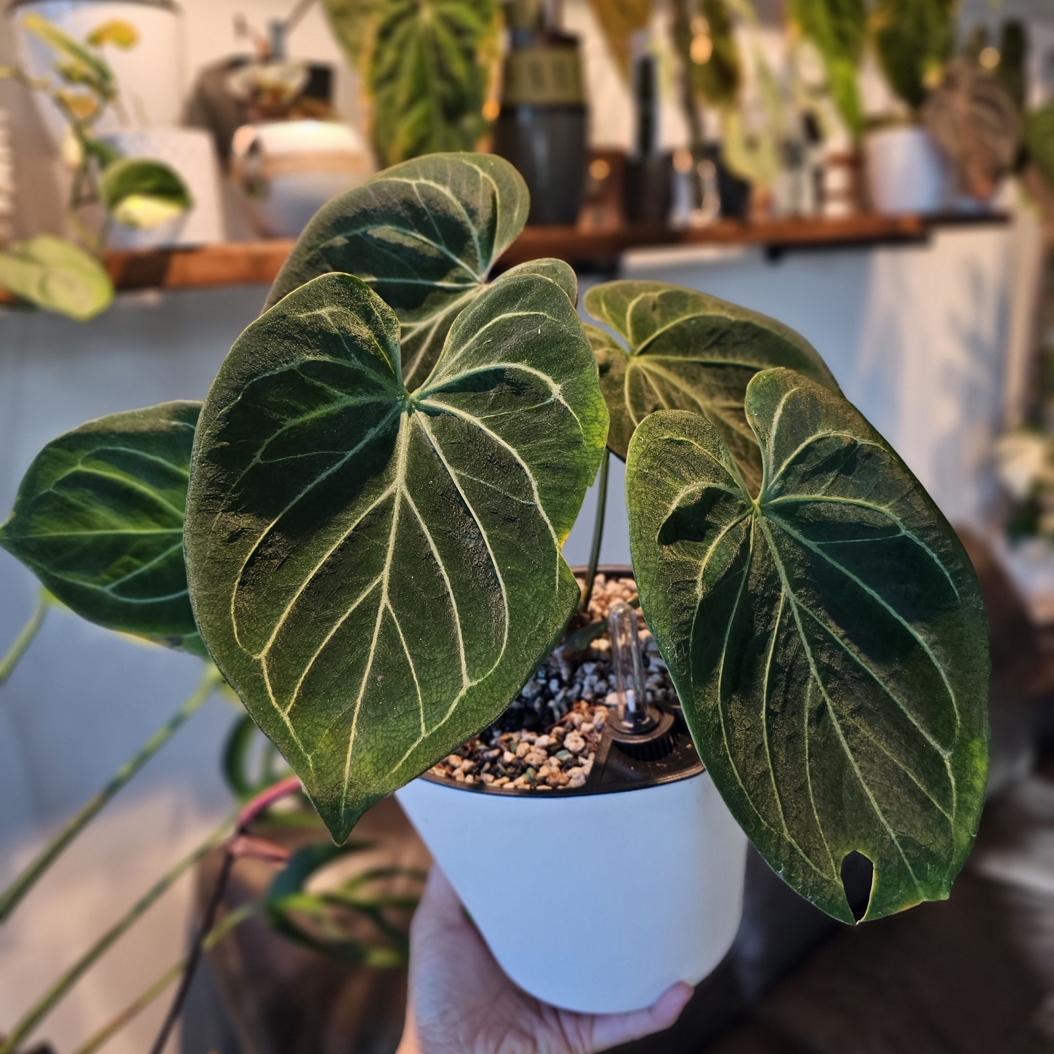 Photo of the plant species Anthurium King of Spades by @TropicalDesert named An. KOS/HU Wide Sinus $150 11.21.24 on Greg, the plant care app