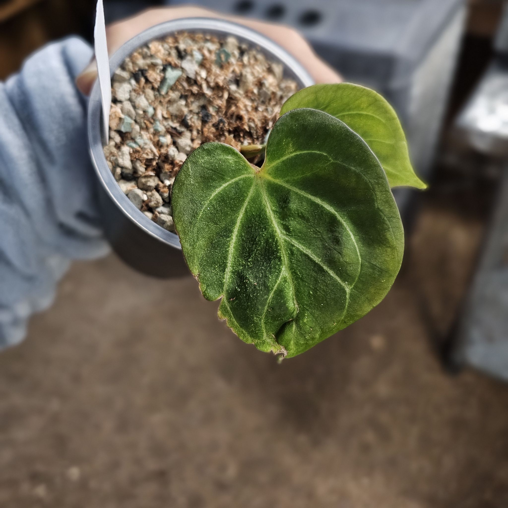 Photo of the plant species Anthurium King of Spades by @TropicalDesert named An. KOS/HU 5.18.25 on Greg, the plant care app
